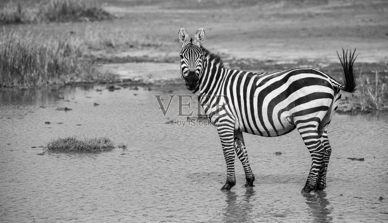 在坦桑尼亚平原上游荡的斑马照片摄影图片