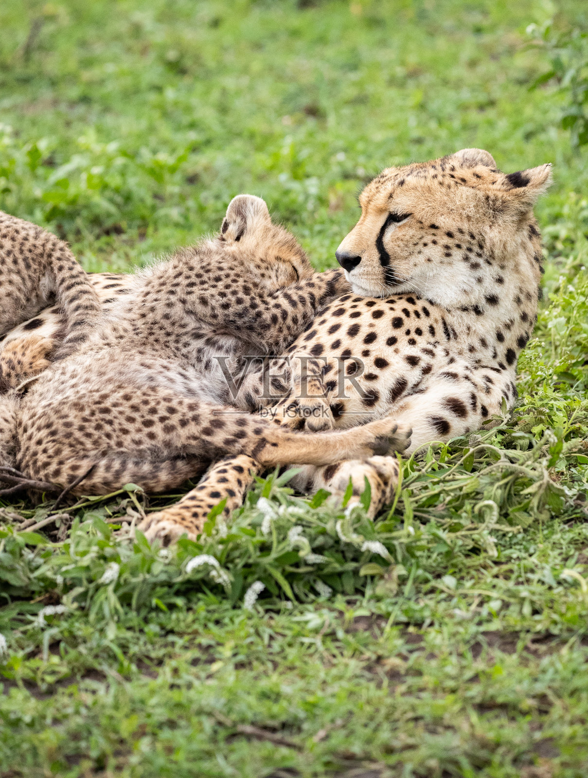 猎豹在坦桑尼亚照片摄影图片