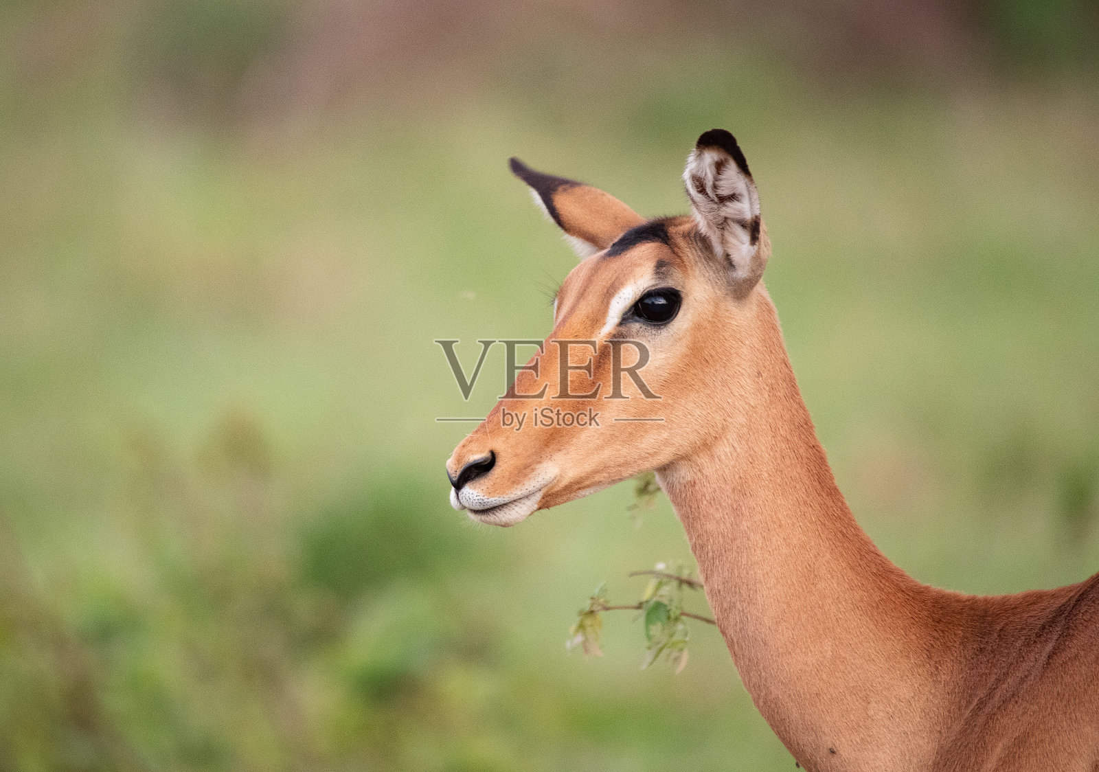 羚羊在坦桑尼亚照片摄影图片