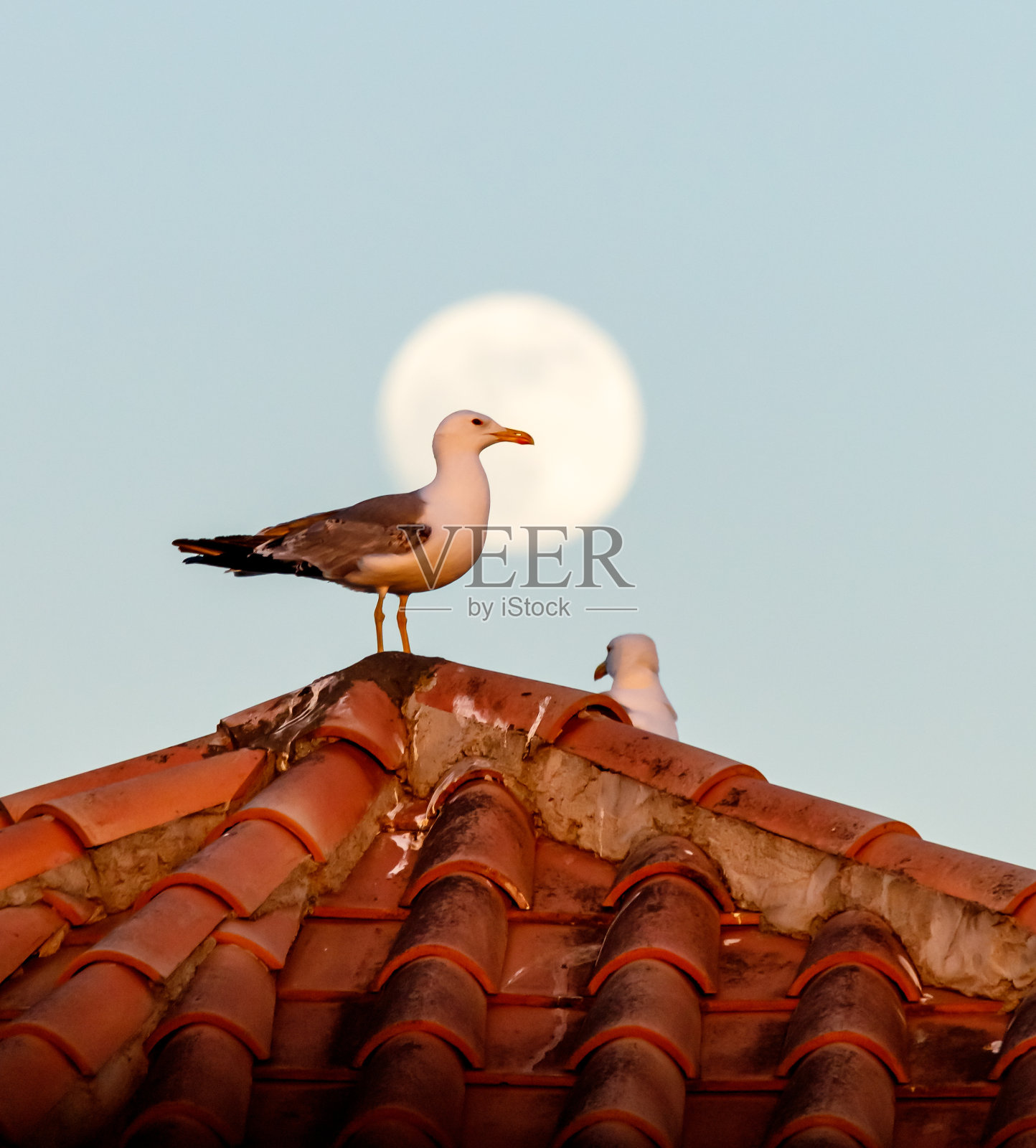 意大利，罗马，海鸥在一轮升起的月亮前照片摄影图片