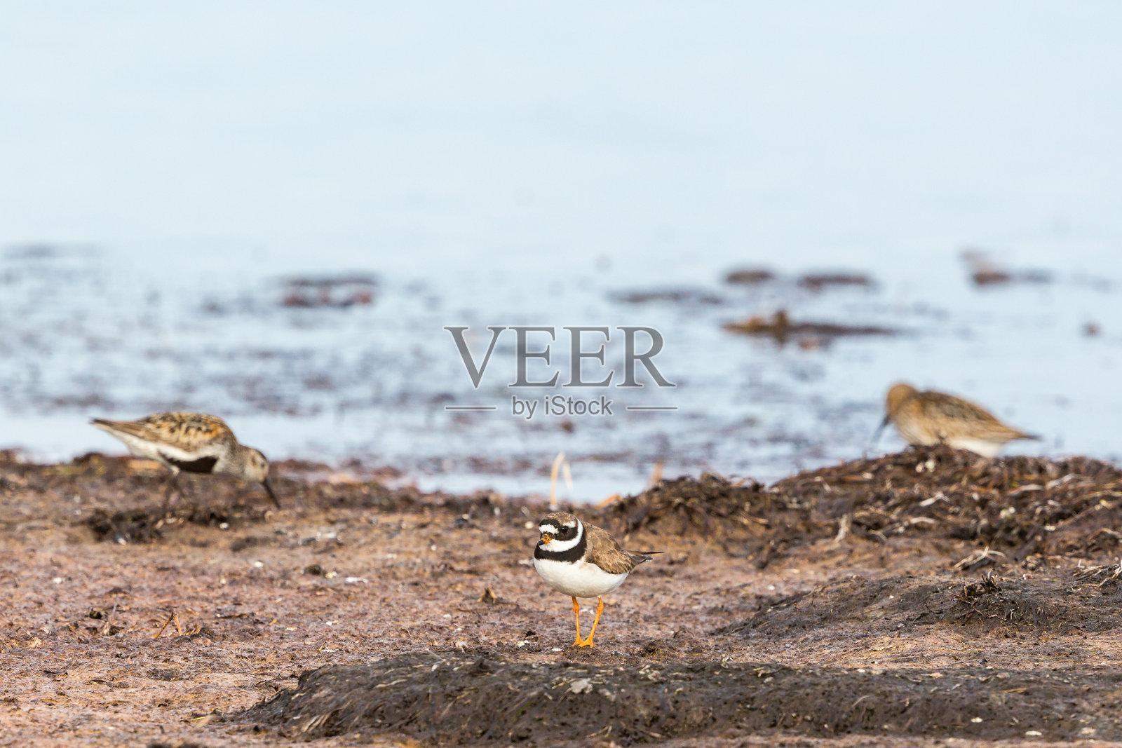 小环千鸟照片摄影图片