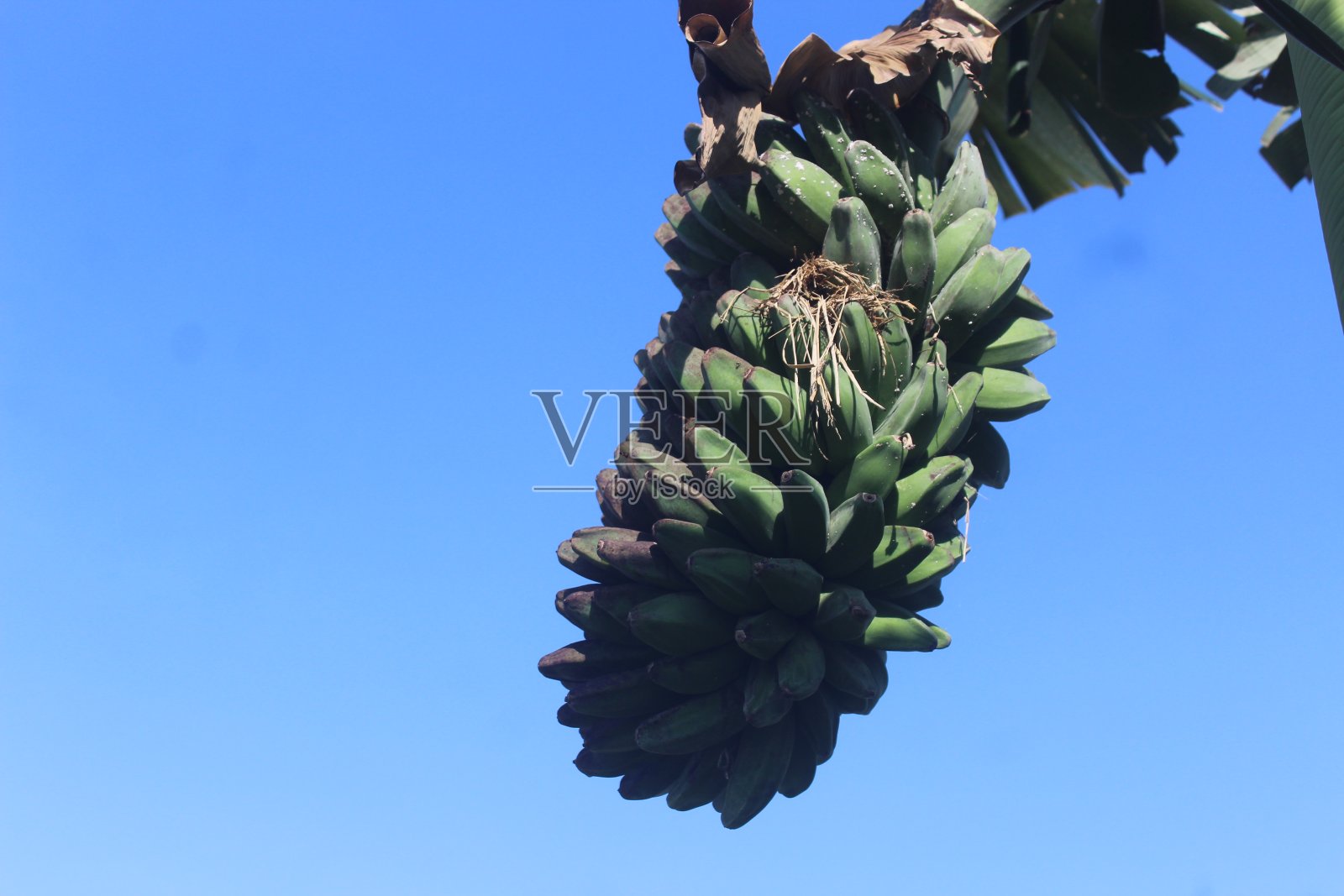 无情的香蕉树照片摄影图片