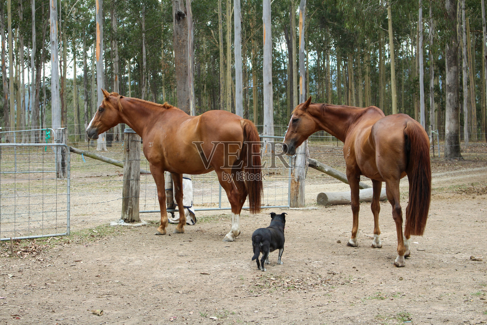 一匹纯种马在广阔的牧场和围场里吃草，使它平静下来照片摄影图片