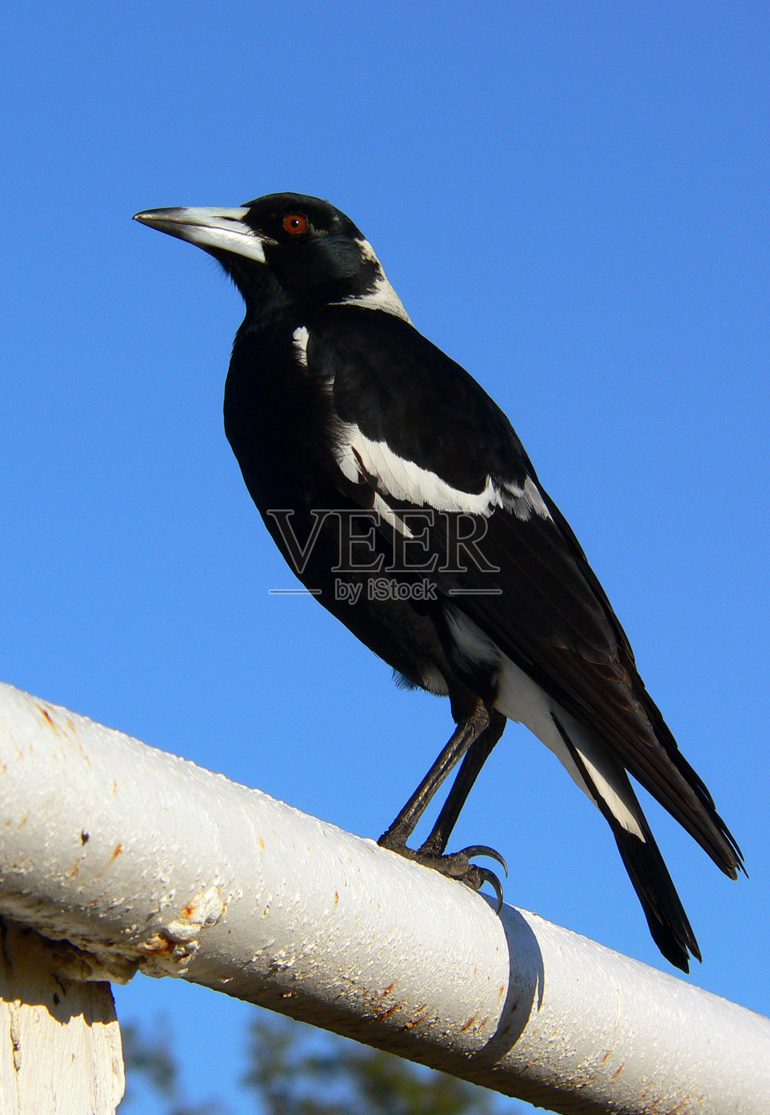 澳大利亚喜鹊栖息在栏杆上，映衬着明亮的蓝天照片摄影图片