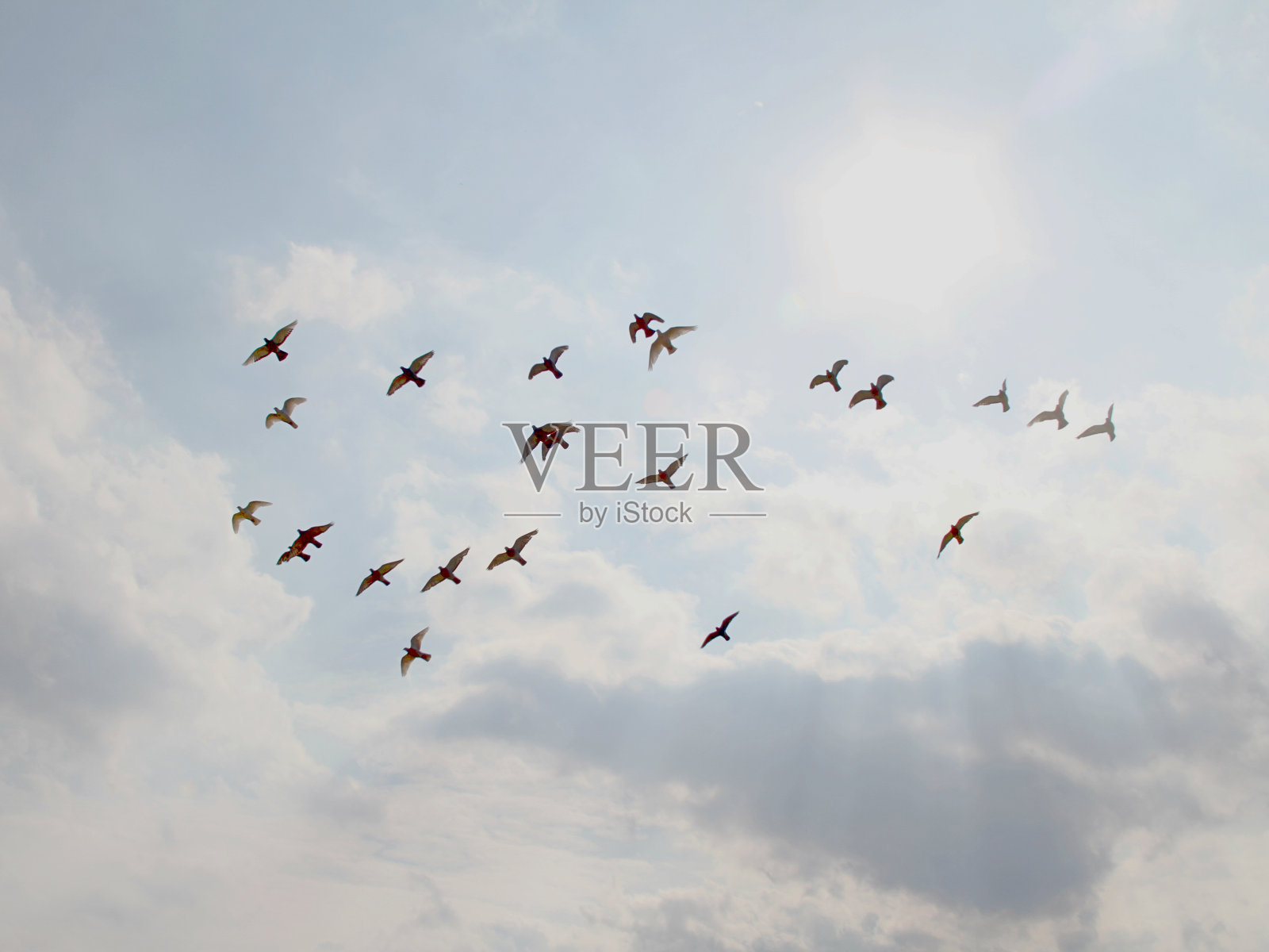 一群鸽子在飞翔照片摄影图片