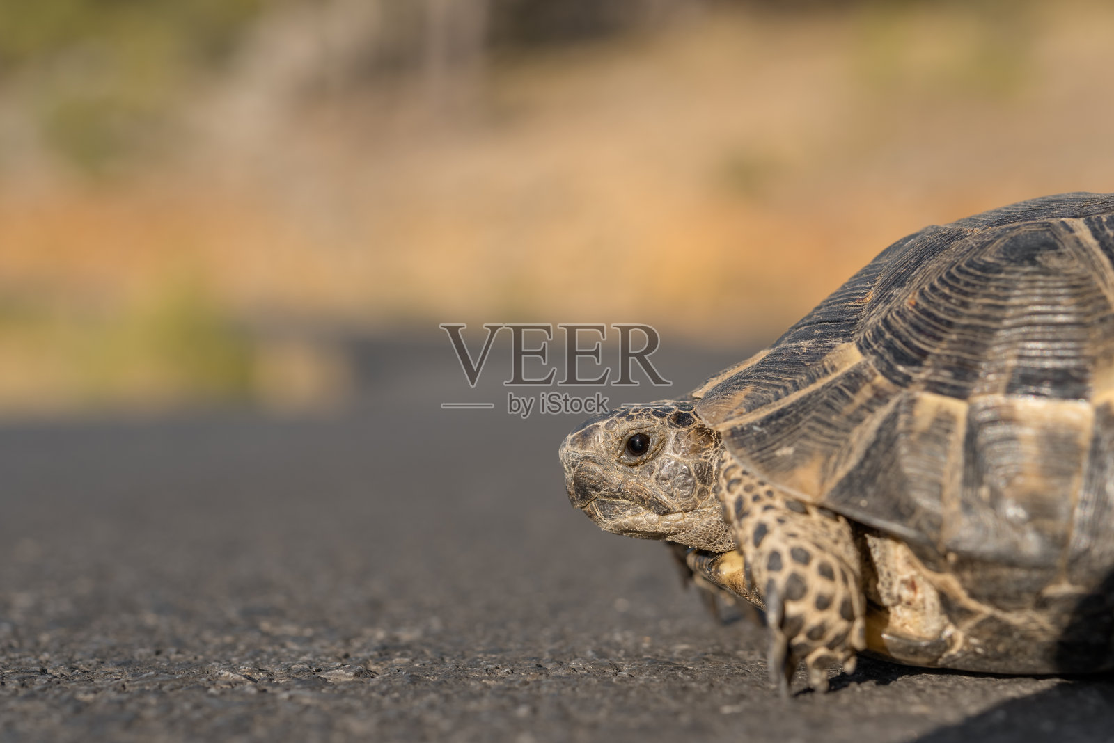 柏油路背景下的地中海陆龟头。照片摄影图片