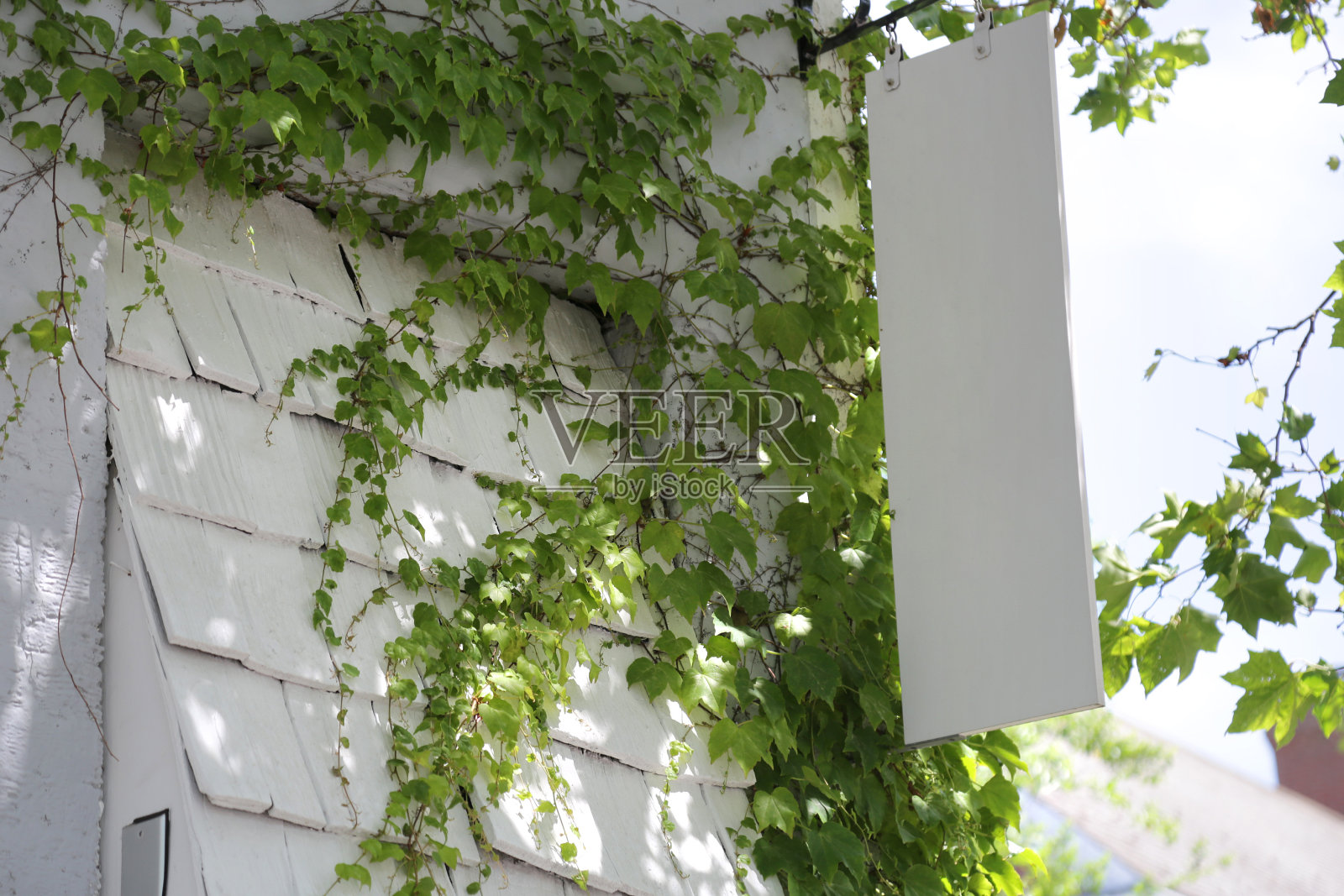 带有常青藤墙背景的白板标志照片摄影图片