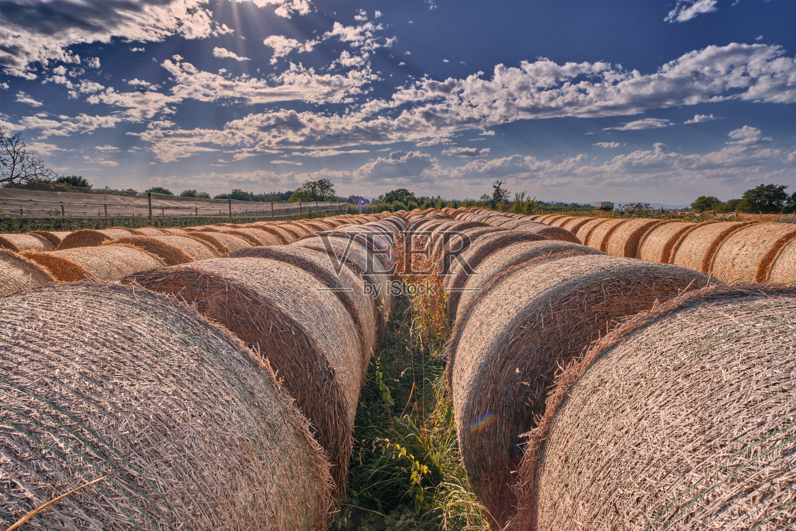 丰收的季节照片摄影图片