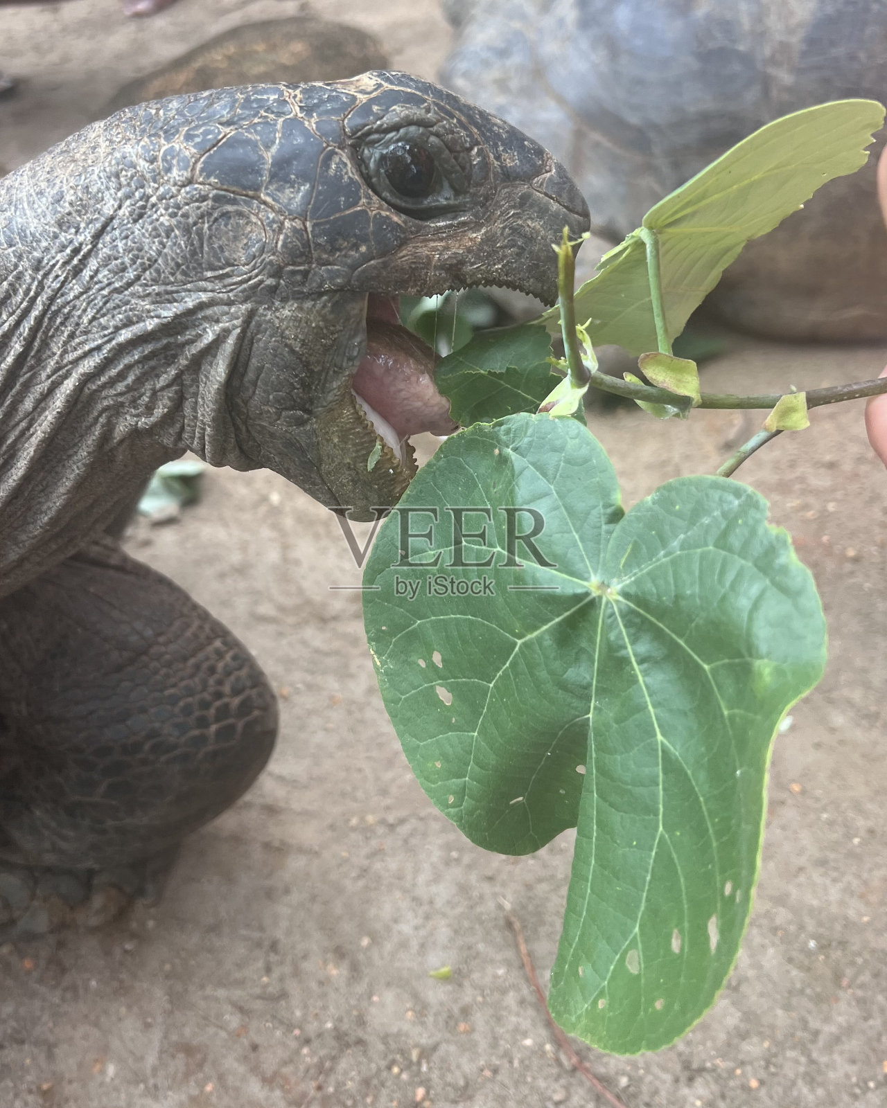 巨型陆龟照片摄影图片