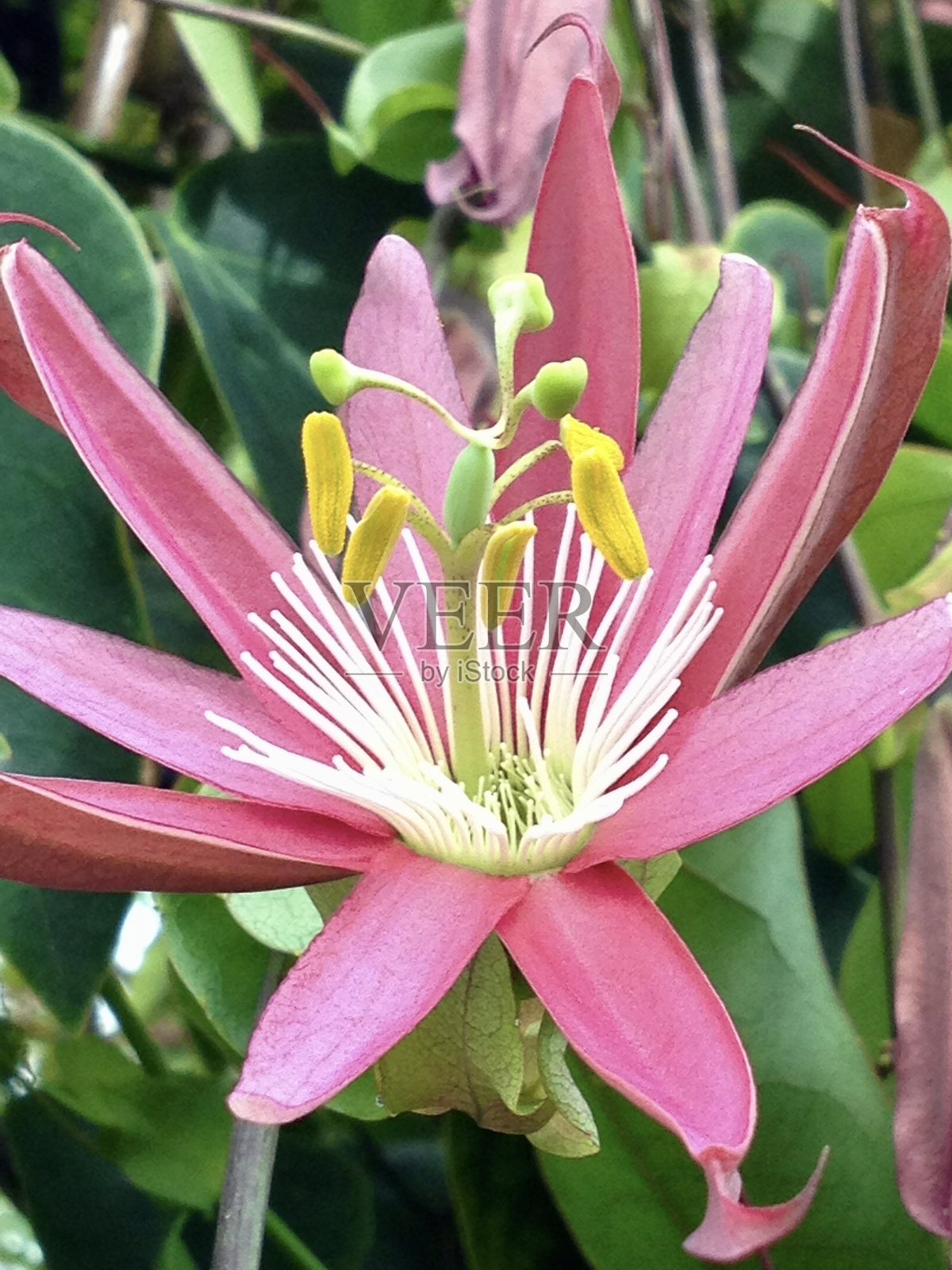 开粉红色的花照片摄影图片