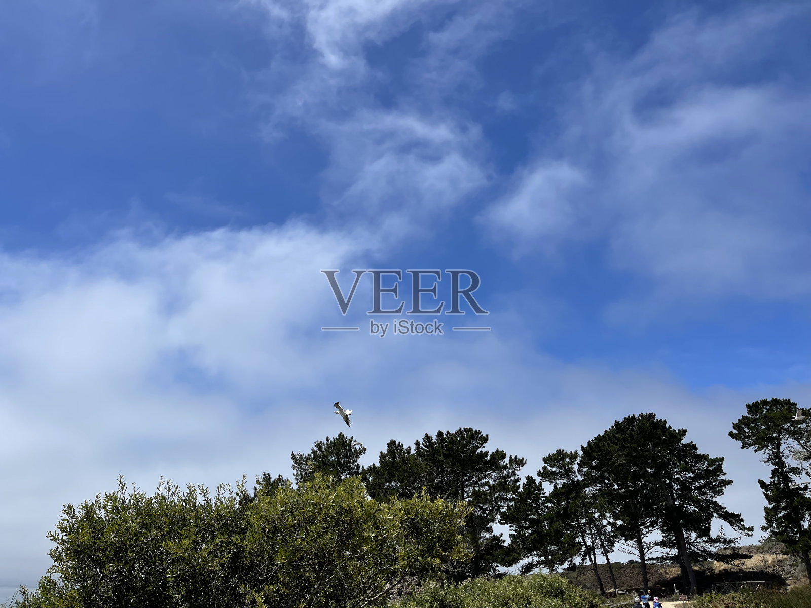 天上的鸟照片摄影图片