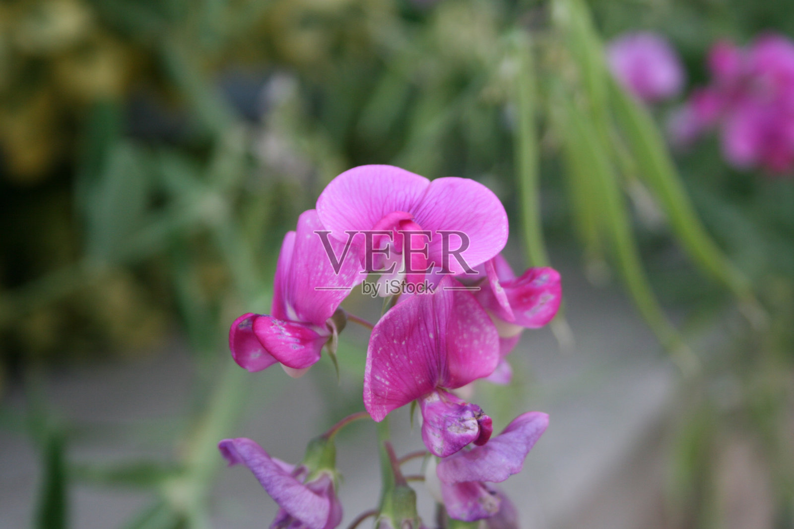 花和植物的美丽的颜色照片摄影图片