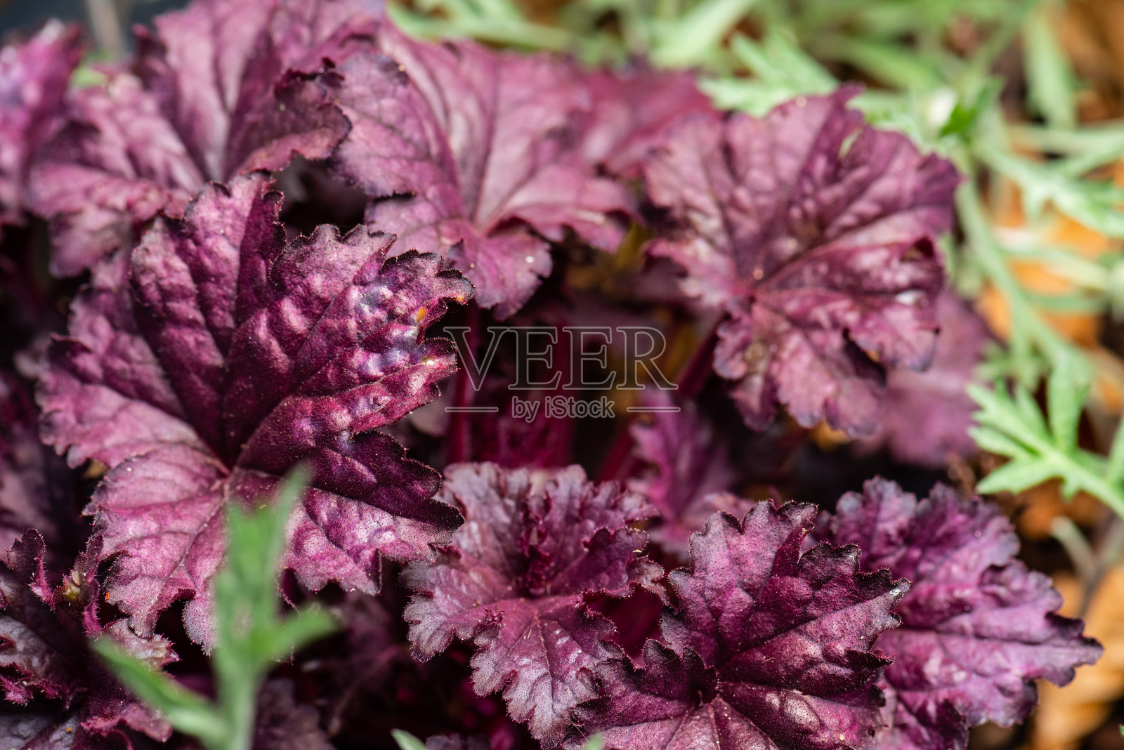 与卷心菜有关的一种植物的红叶。照片摄影图片