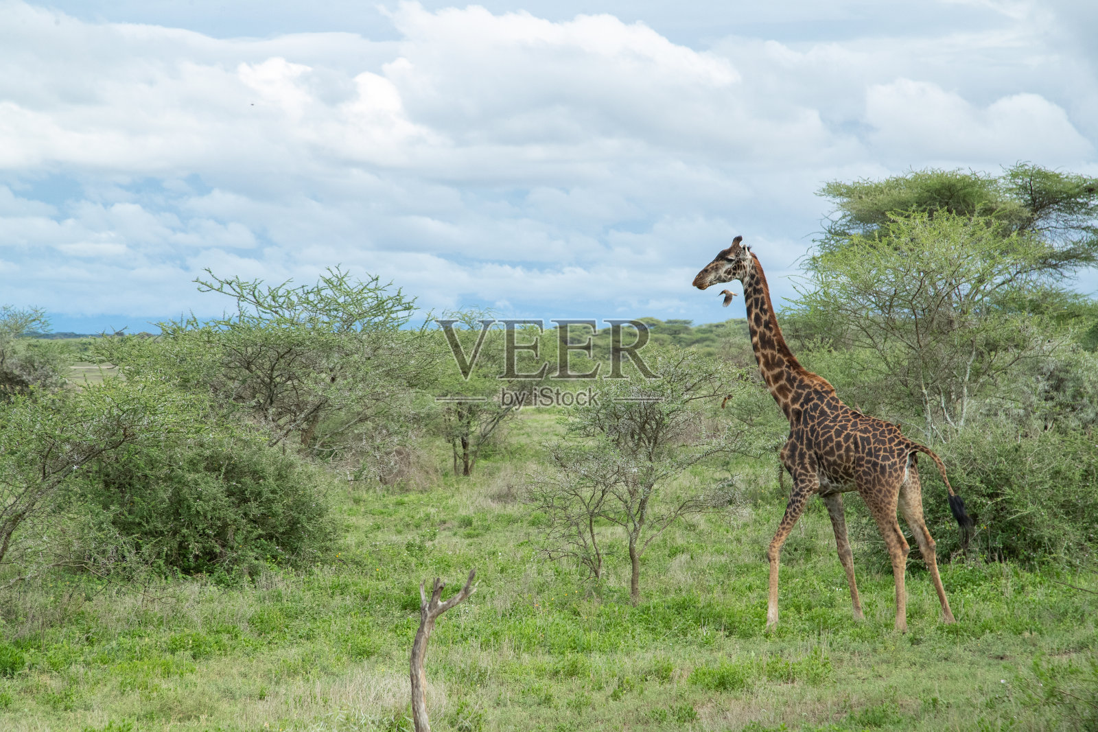 坦桑尼亚平原上的长颈鹿照片摄影图片