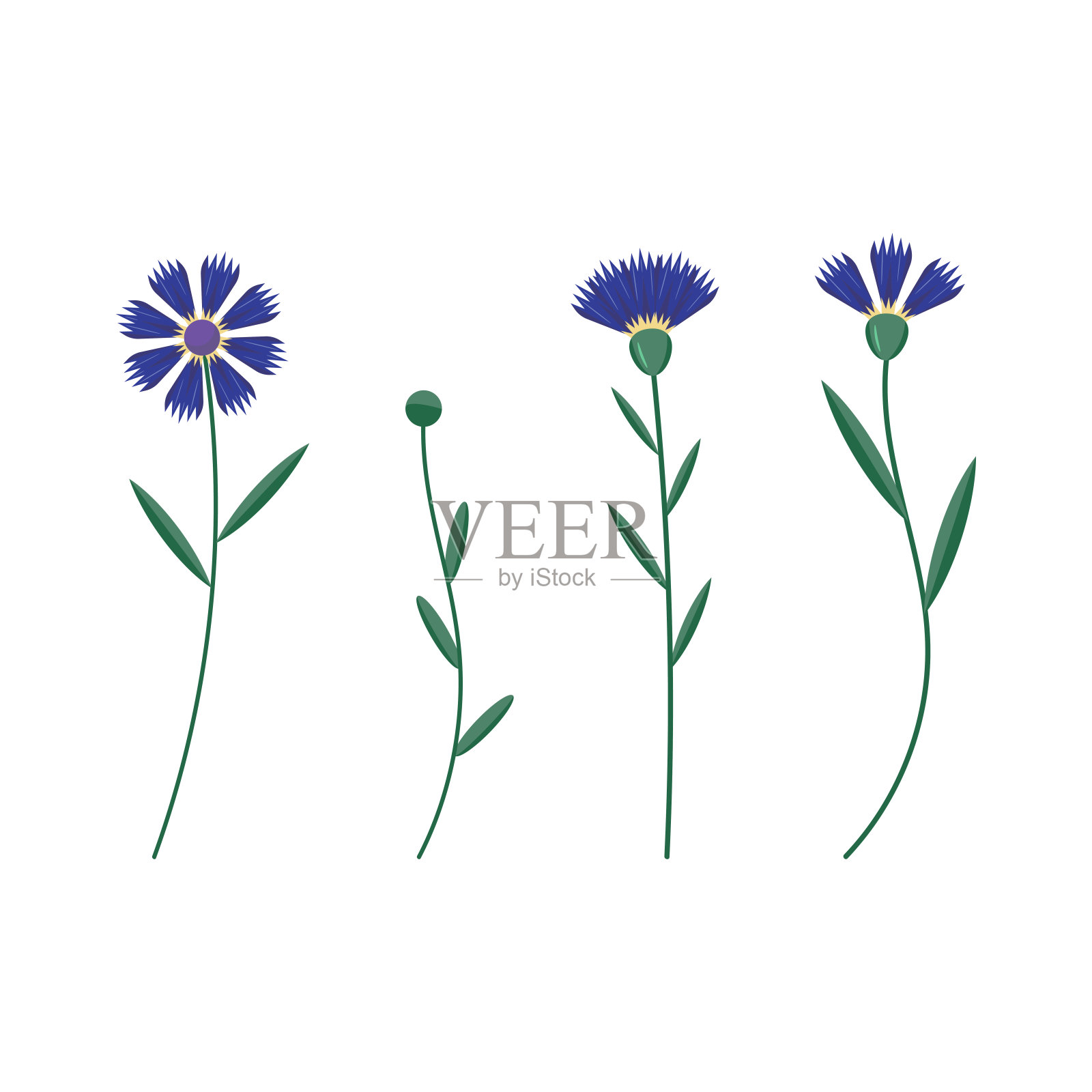 一组矢车菊花在白色背景上插画图片素材