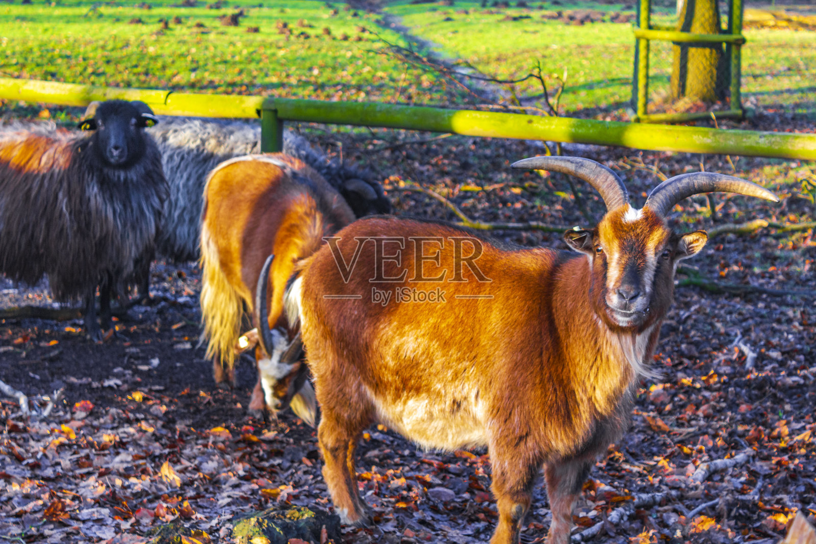 年轻可爱的山羊，有角的绵羊，德国不来梅港农场。照片摄影图片