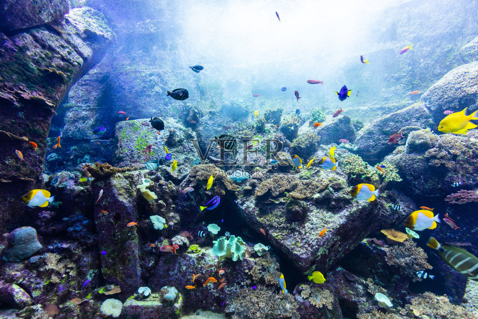 水下珊瑚礁和鱼类照片摄影图片