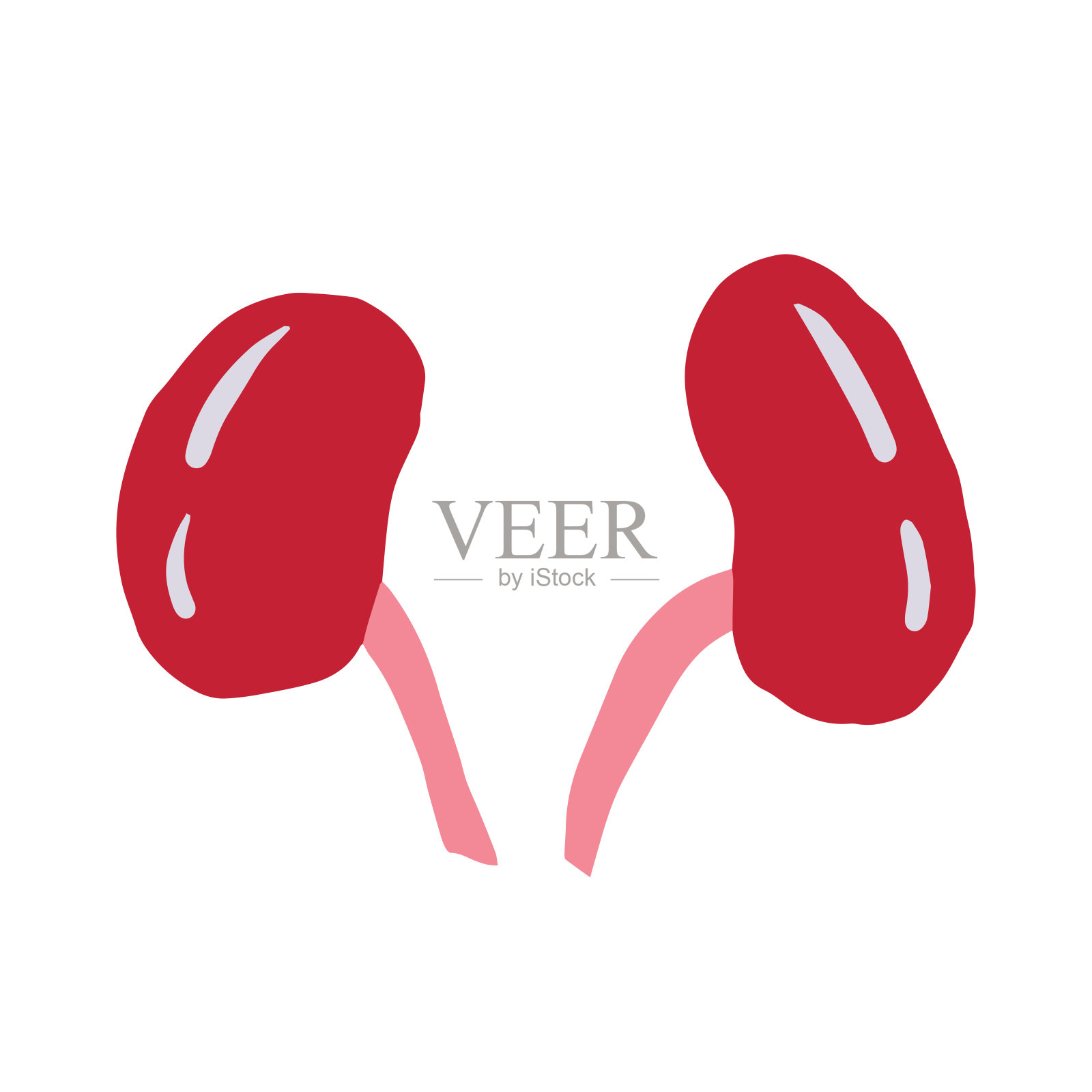 肾脏简单手绘矢量插图插画图片素材