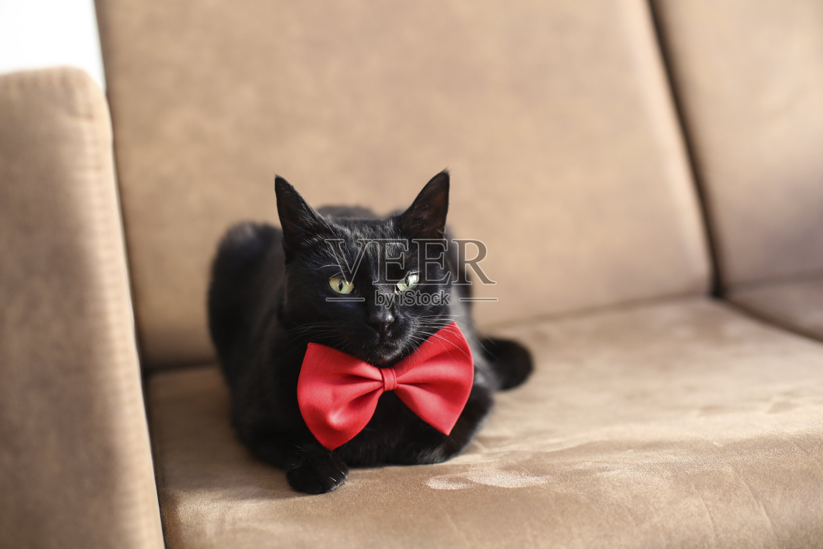 猫小姐照片摄影图片