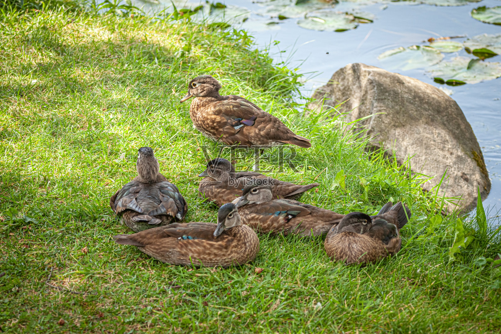 木鸭或小卡罗莱纳鸭，(Aix sponsa)， Branchus鸭或小卡罗莱纳鸭。照片摄影图片