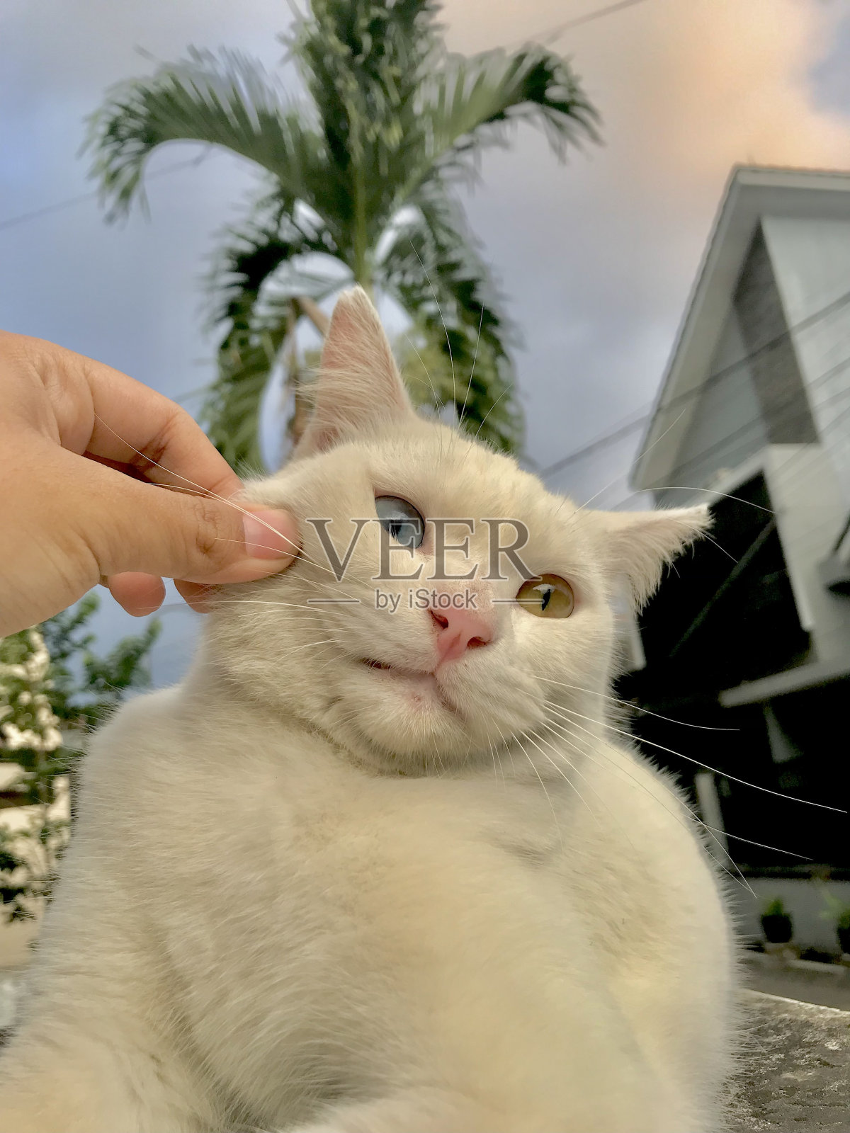 爱的白猫照片摄影图片