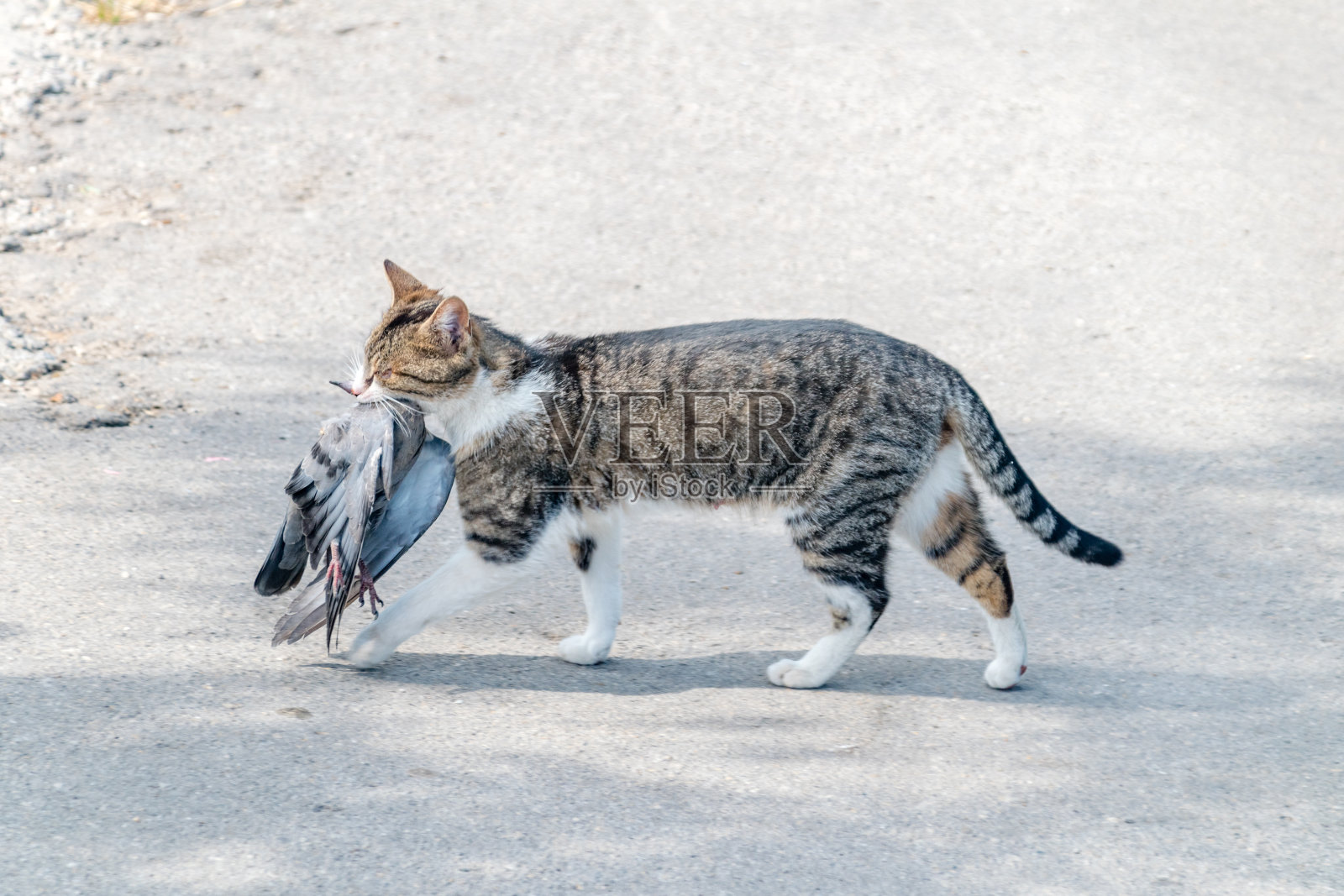 猫嘴里叼着鸟。照片摄影图片