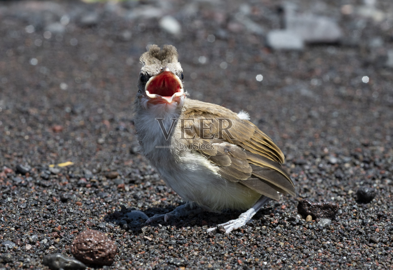婴儿鸟照片摄影图片