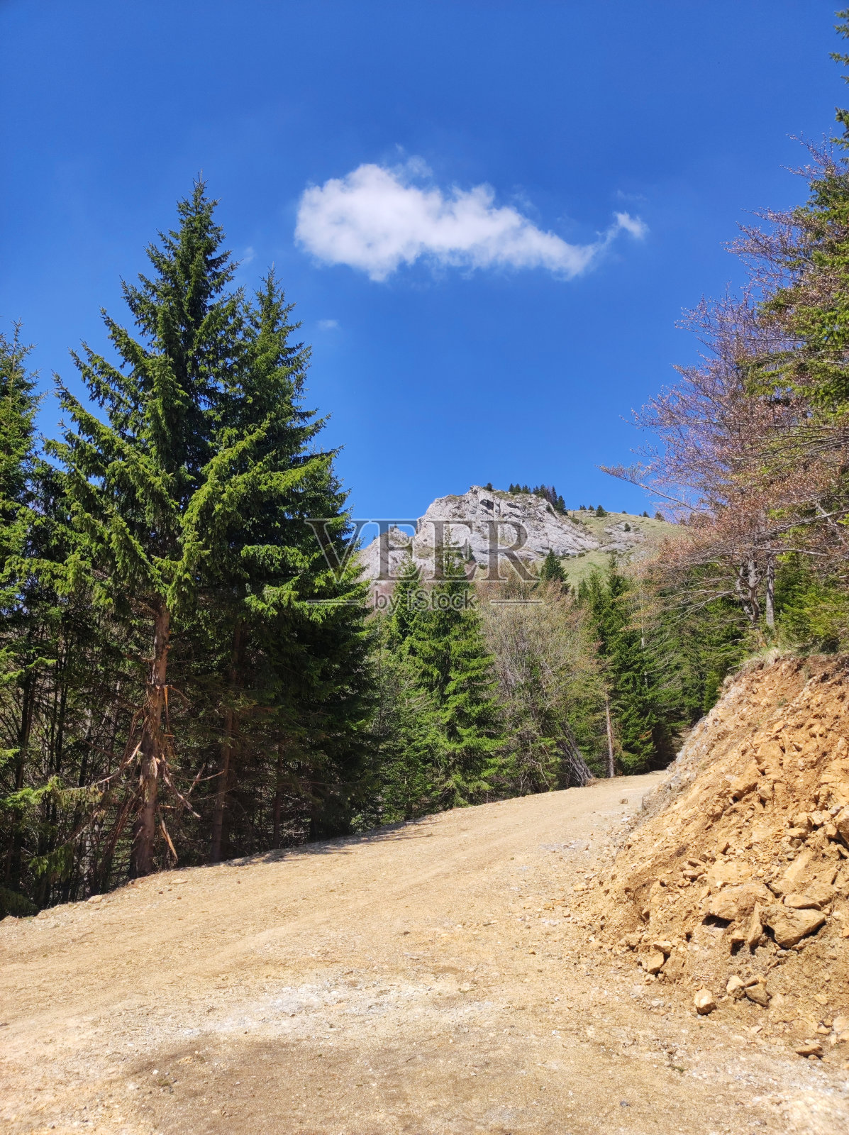 高大翠绿的松树生长在Kopaonik山上照片摄影图片