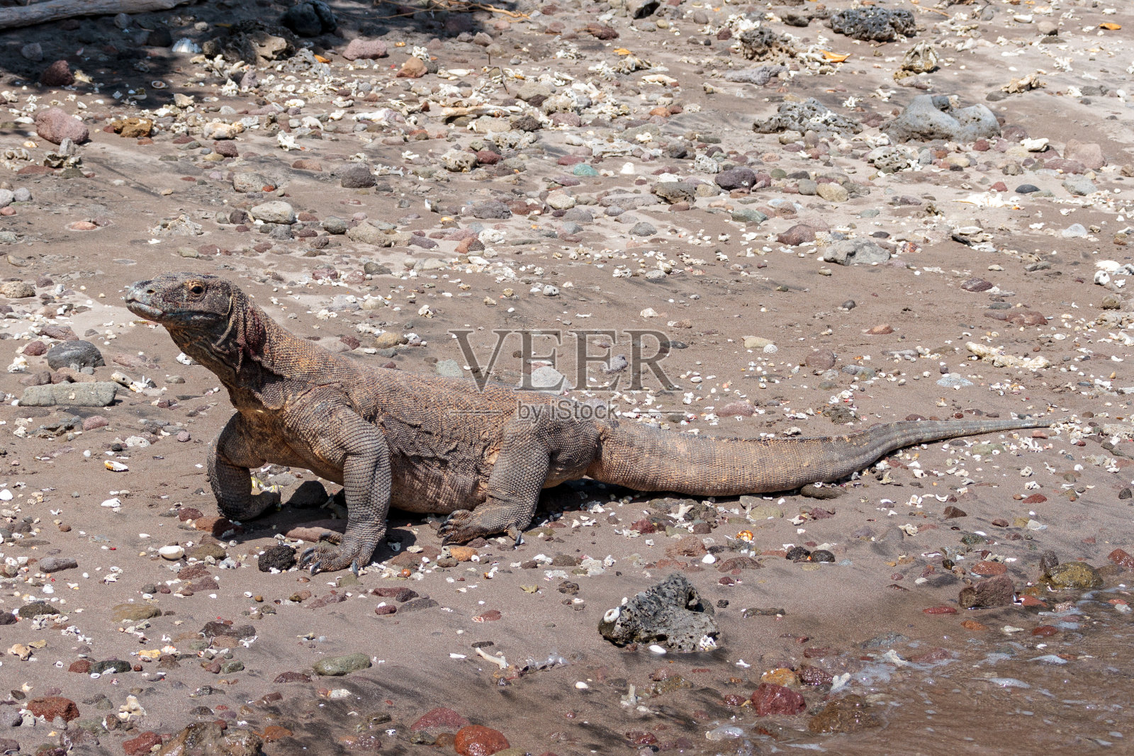 科莫多龙照片摄影图片
