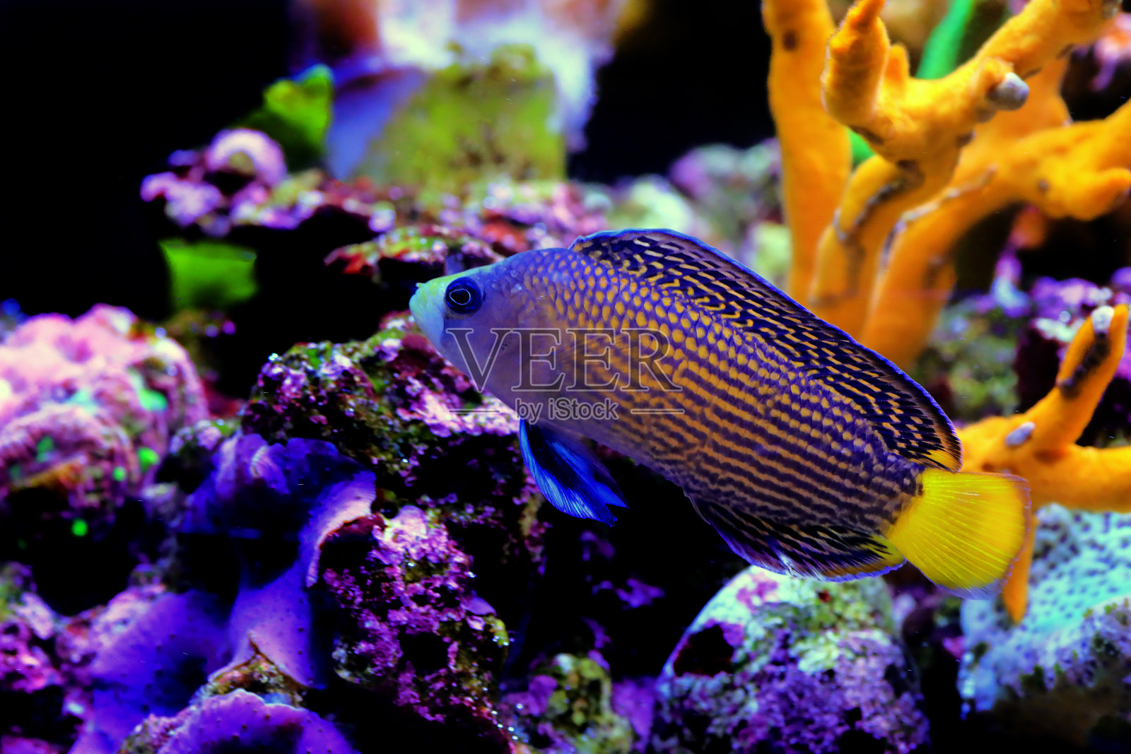 海洋水族馆中美丽的多蒂背珊瑚礁鱼照片摄影图片