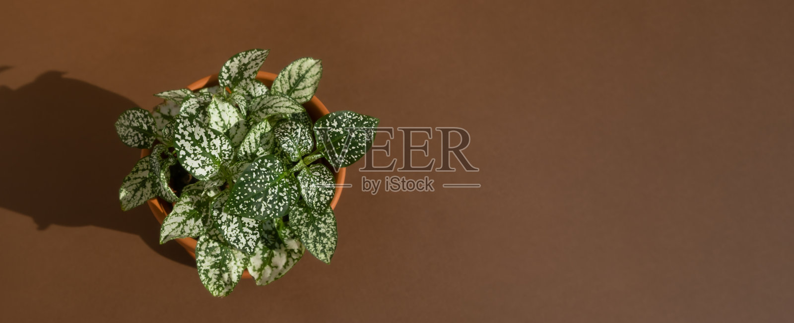家用植物fittonia在一个棕色背景的陶罐。极简主义的概念。现代室内的室内植物。前视图。横幅照片摄影图片