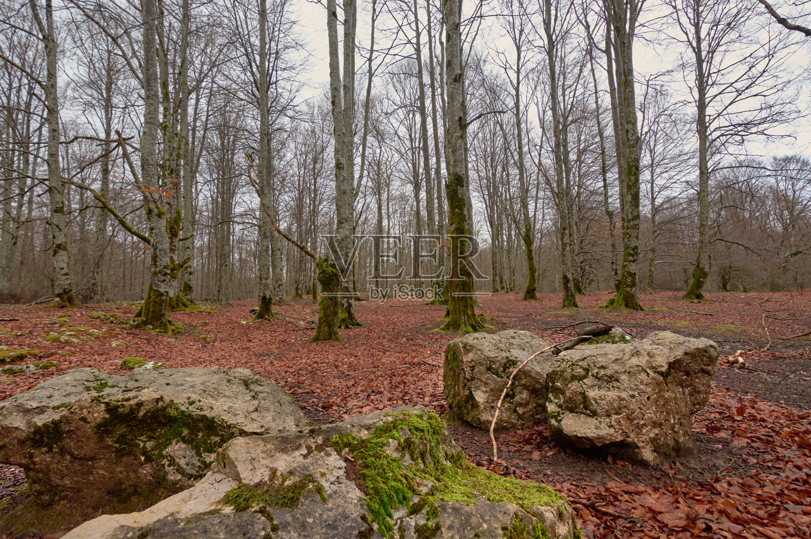 纳瓦拉森林照片摄影图片