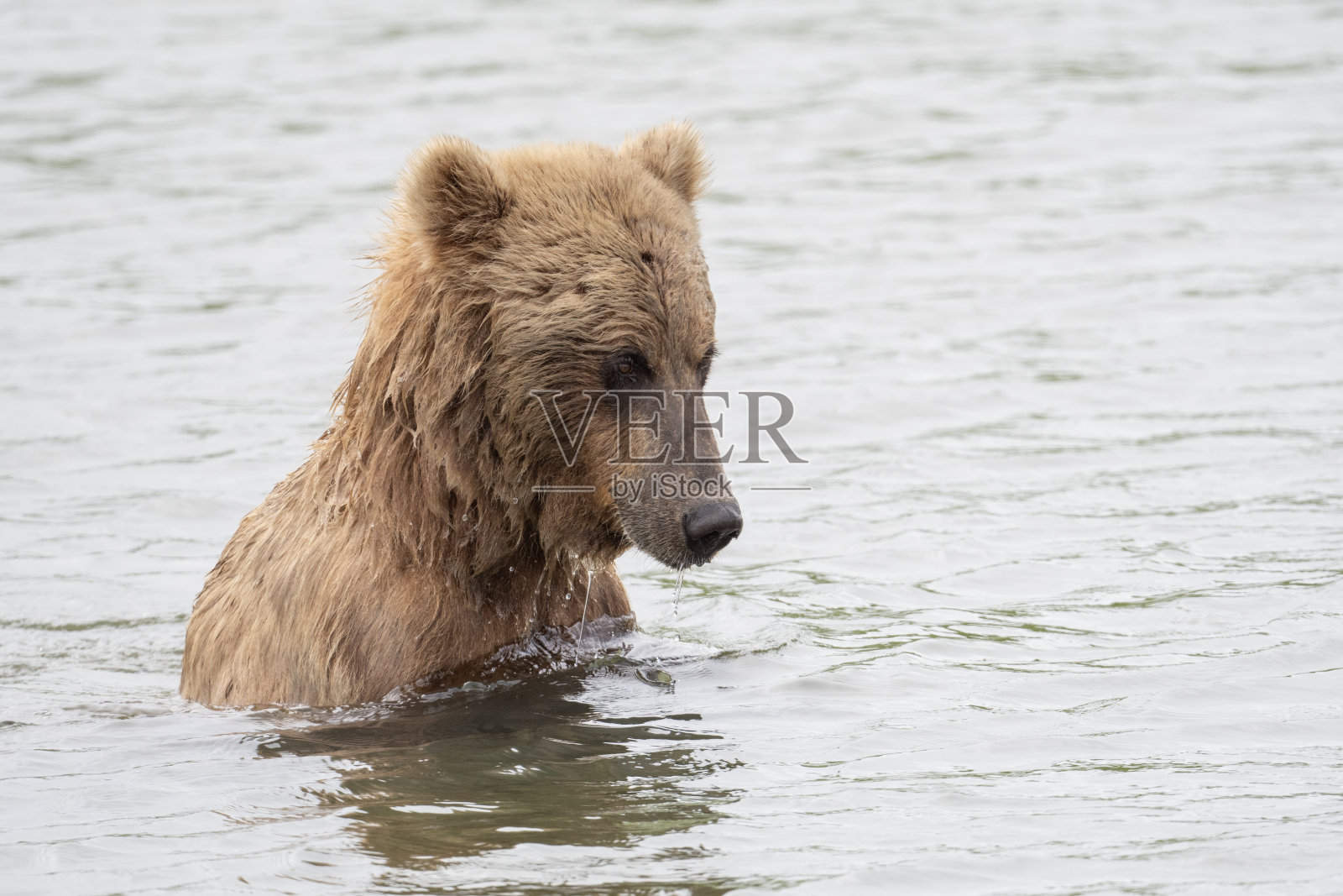 麦克尼尔河的阿拉斯加棕熊照片摄影图片