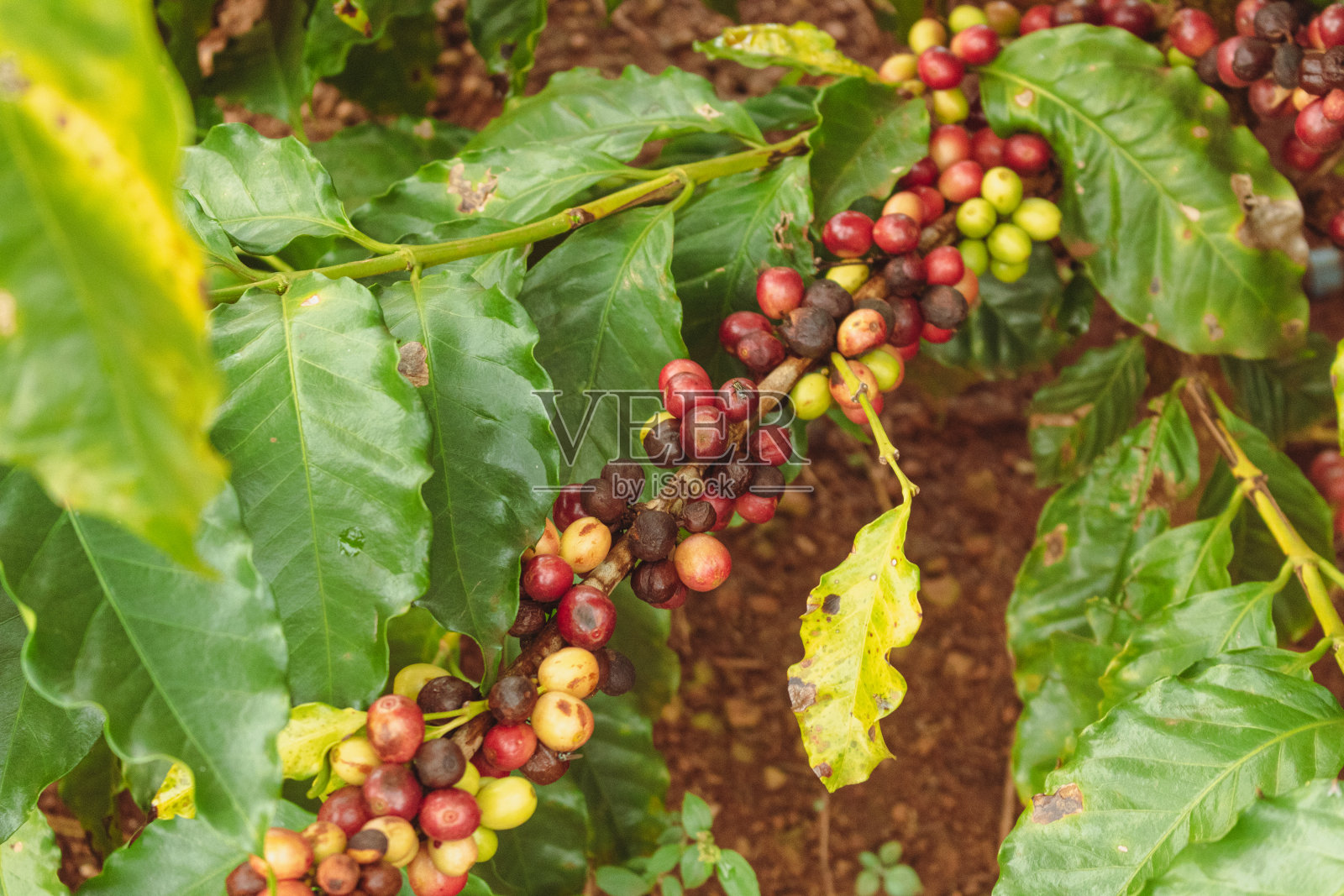 特写农场咖啡树上绿色、黄色和红色的咖啡浆果。咖啡行业的作物。照片摄影图片