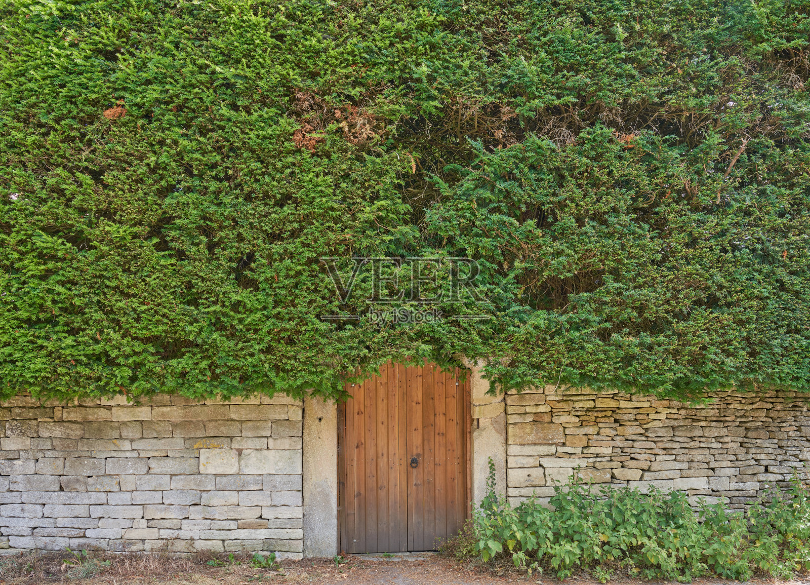 木制花园大门，有很高的绿色树篱照片摄影图片