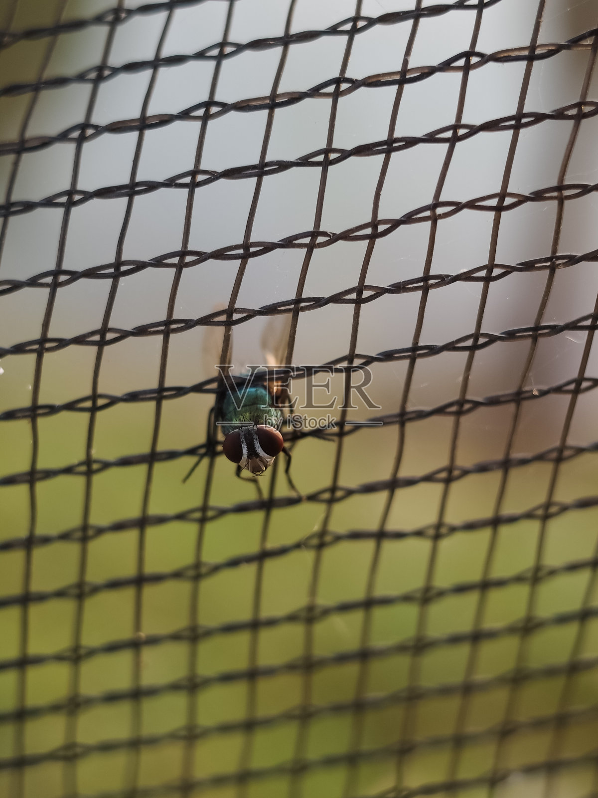 飞照片摄影图片