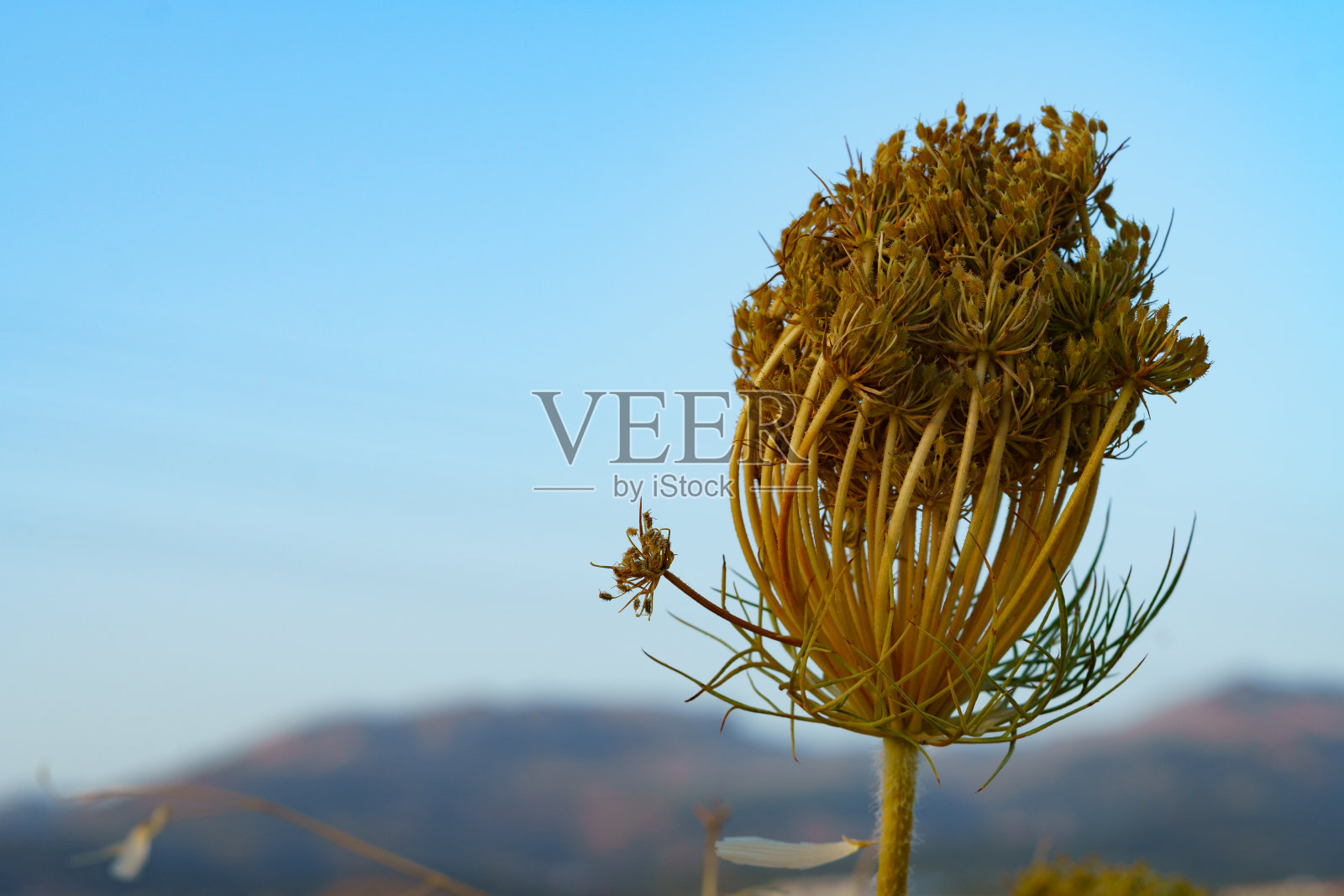 以山为背景的野生胡萝卜照片摄影图片