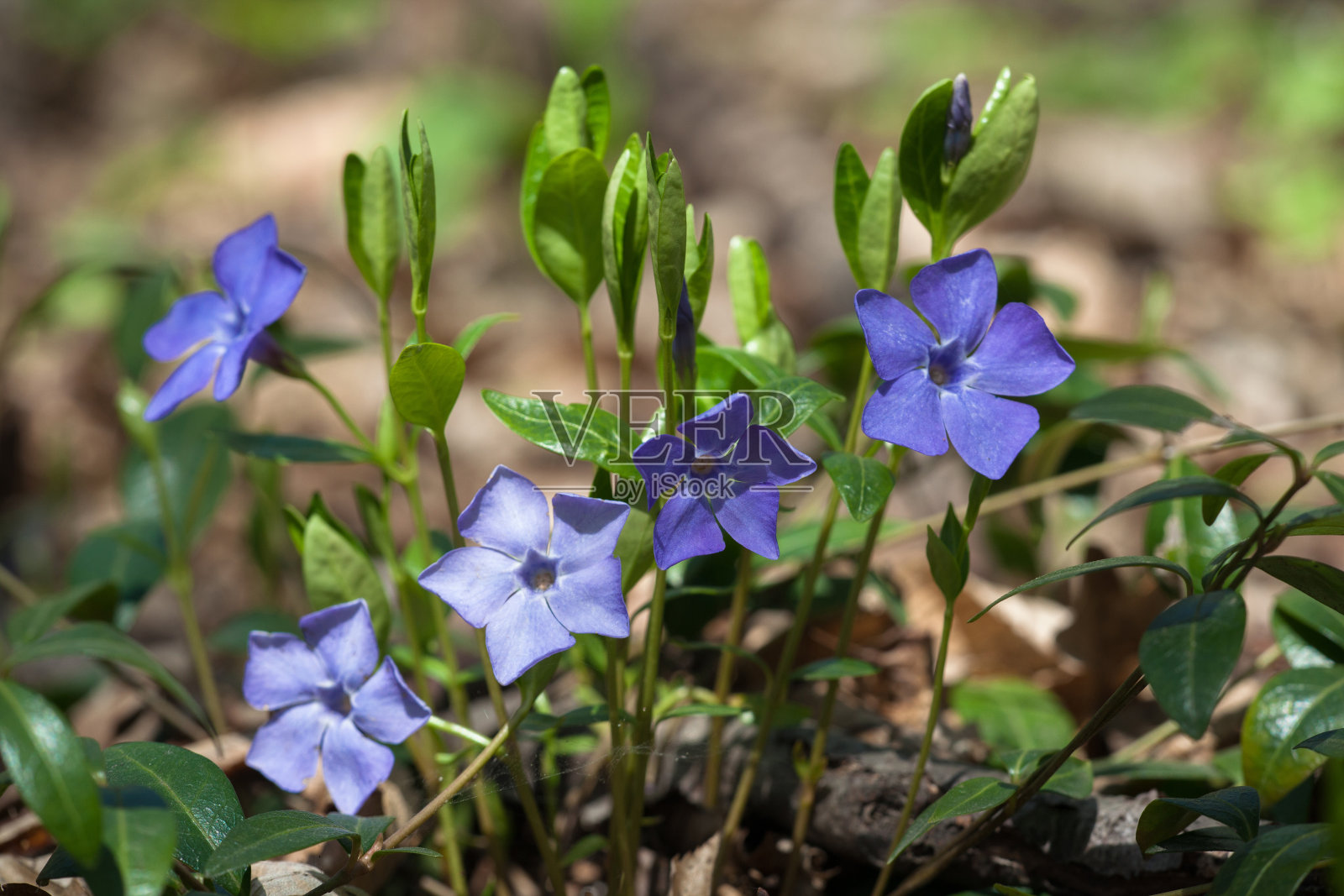 长春花小蔓长春花观赏花卉盛开，常见长春花开花植物，匍匐早花照片摄影图片