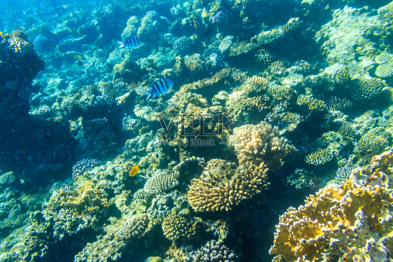 埃及西奈半岛红海珊瑚礁中的不同热带鱼照片摄影图片