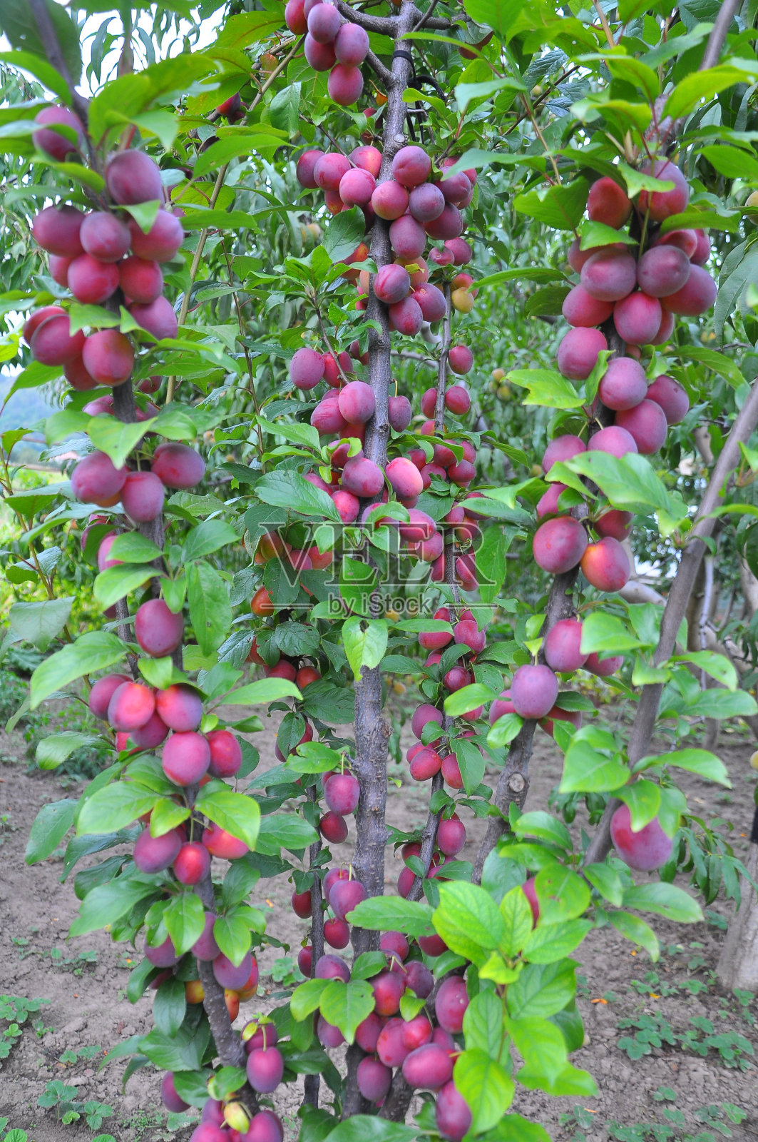 成熟的李子挂在树枝上照片摄影图片