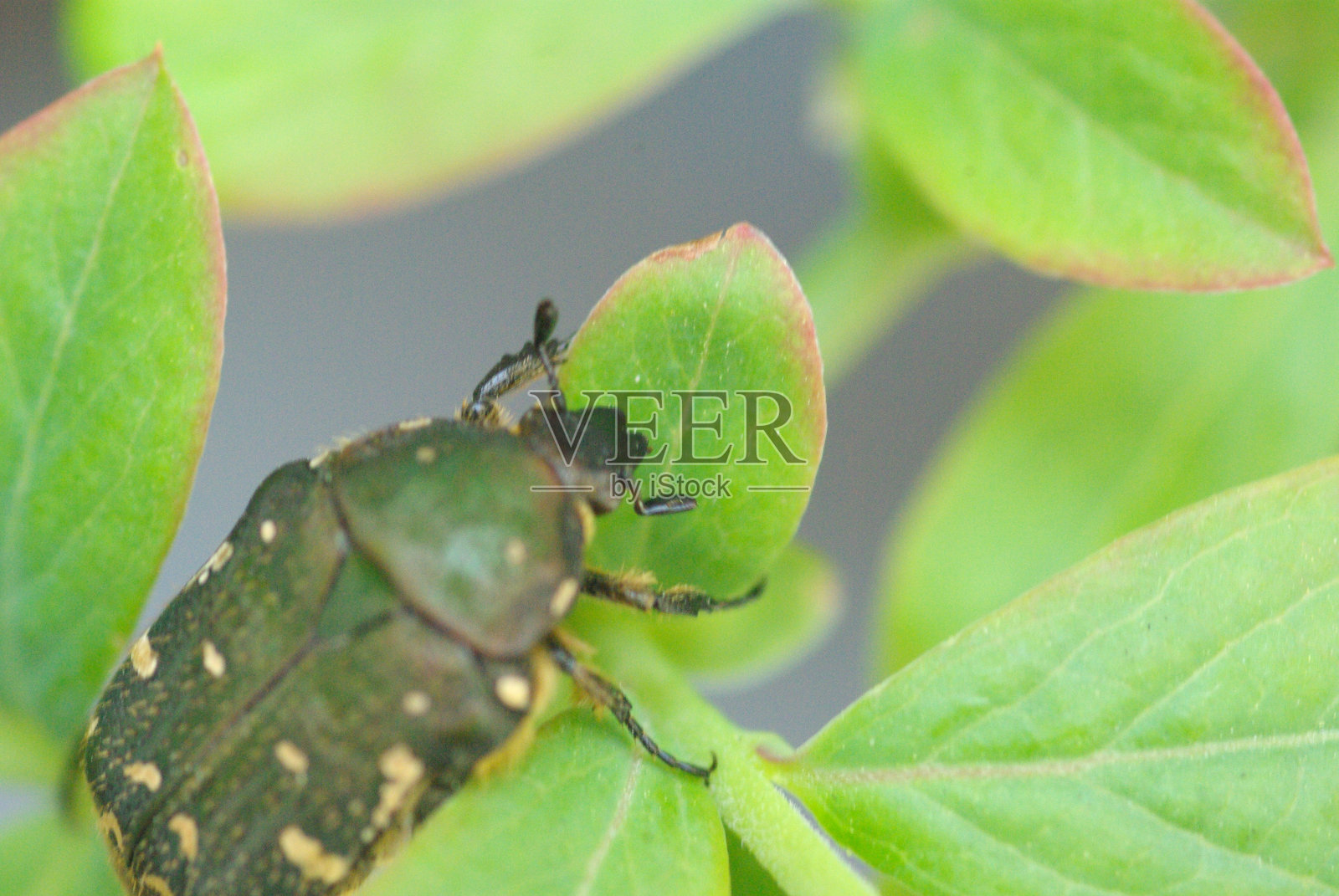 大自然。昆虫。蜜蜂。花。蝴蝶。照片摄影图片
