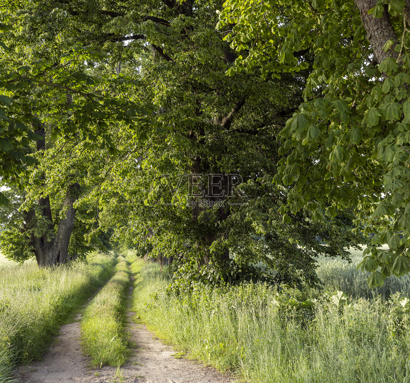 农村地区车轮留下的车辙照片摄影图片