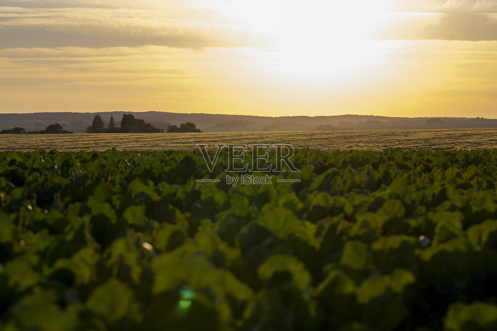 夏天农田上的日落照片摄影图片