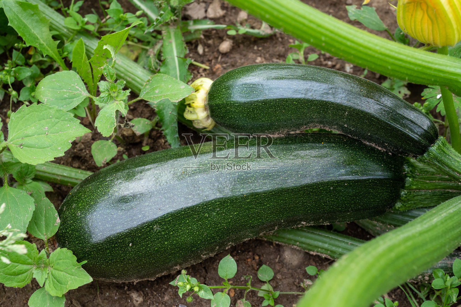 花园里的绿西葫芦。在菜园里种西葫芦。有机农业。健康食品的概念。照片摄影图片