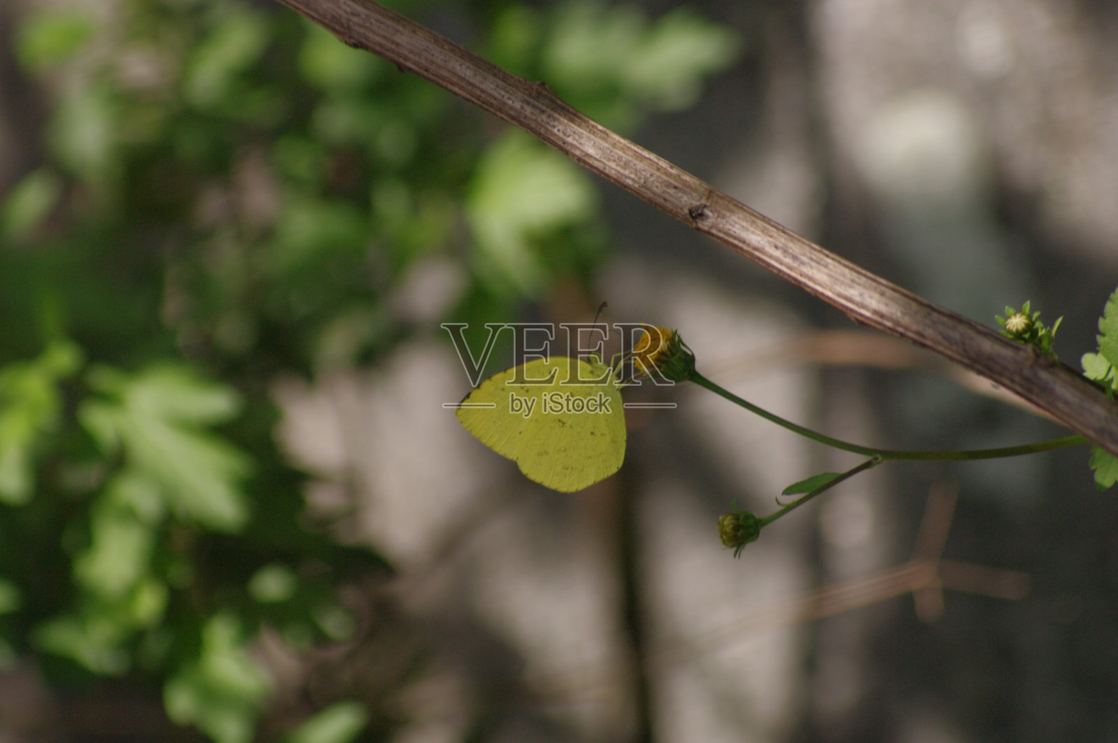 大自然。昆虫。蜜蜂。花。蝴蝶照片摄影图片