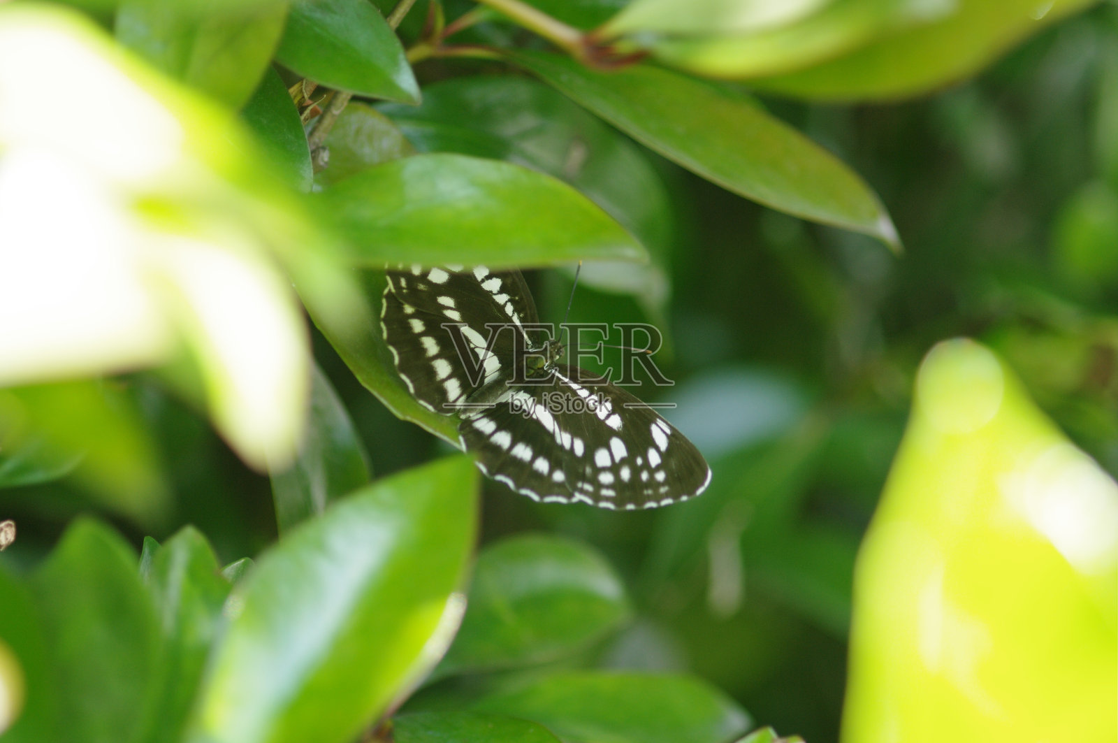 大自然。昆虫。蜜蜂。花。蝴蝶照片摄影图片
