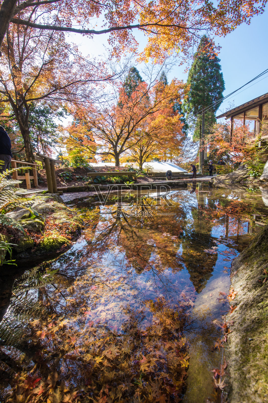 秋叶在森林中的环境艺术照片摄影图片