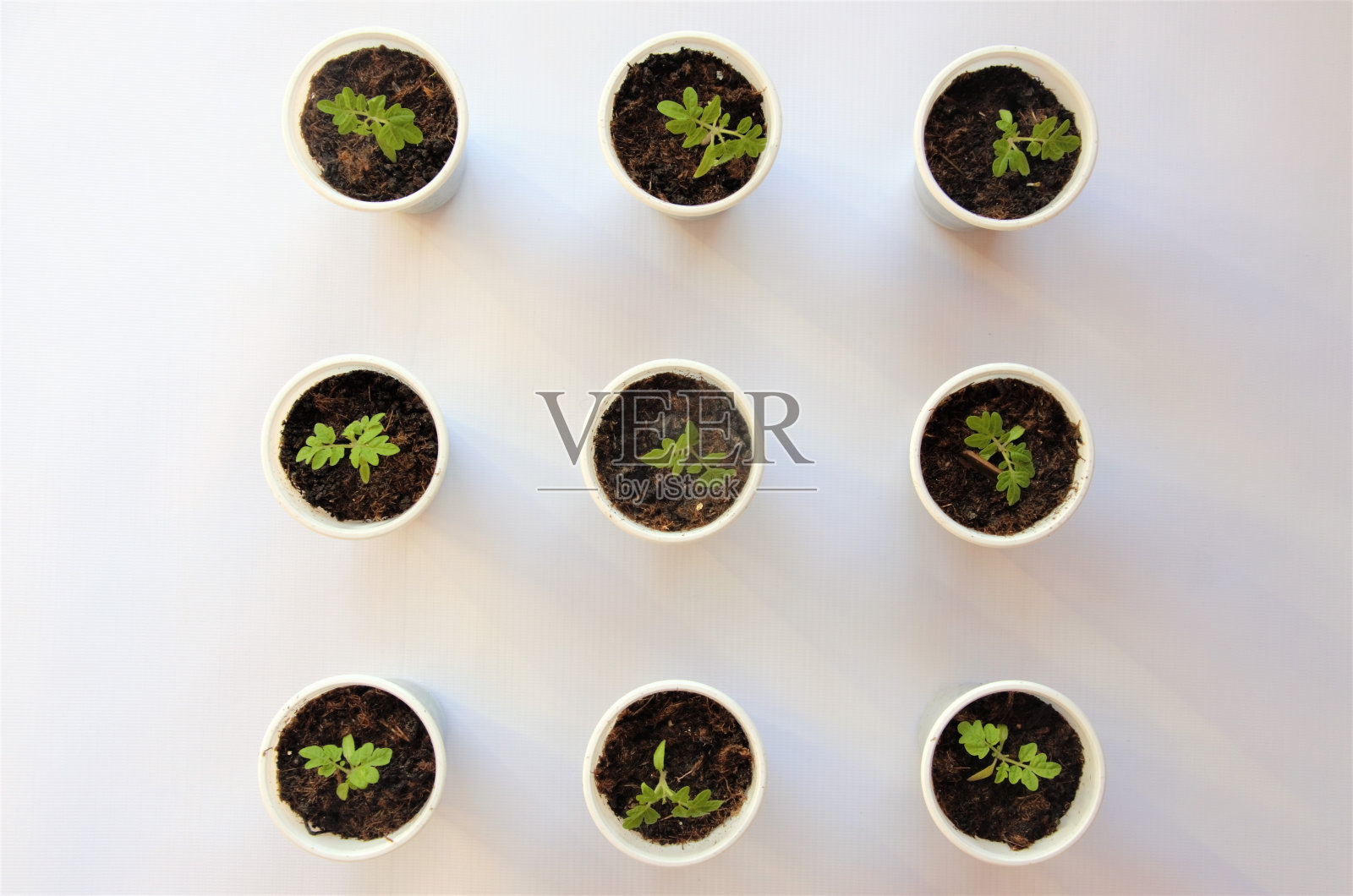 番茄苗种植理念，番茄种植项目，黄瓜照片摄影图片