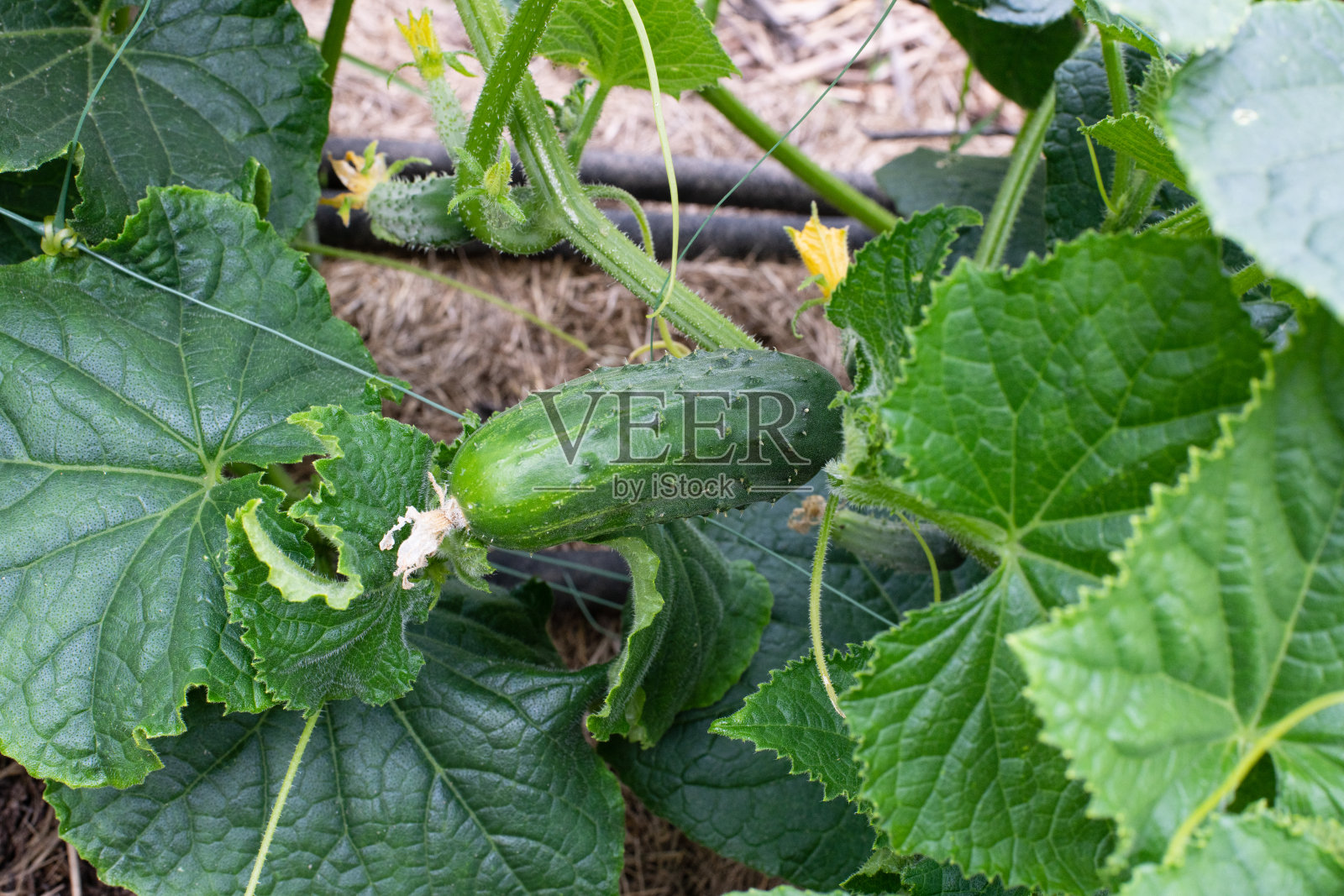 在温室里，小黄瓜长在枝头上，开黄花照片摄影图片