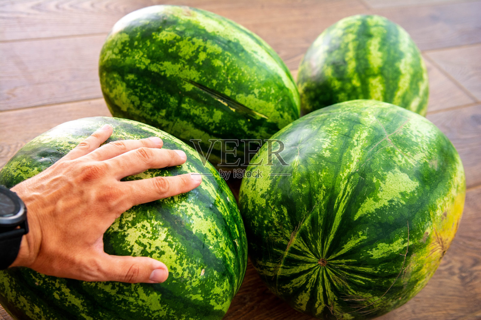 如何检查和采摘西瓜。所以美味可口的西瓜在有机农场的餐桌上。决定采取什么行动照片摄影图片